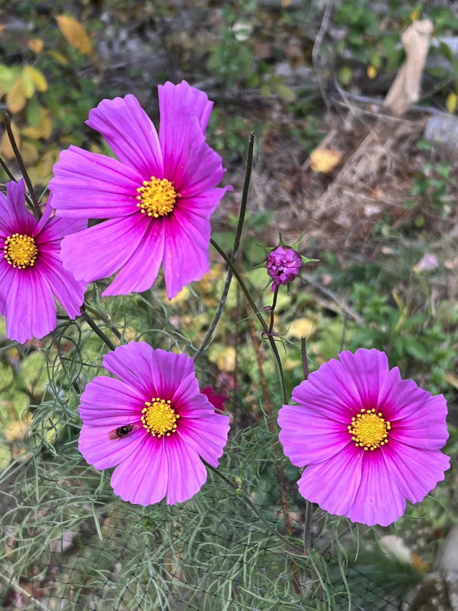 Cosmos flowers - image 2 - student project