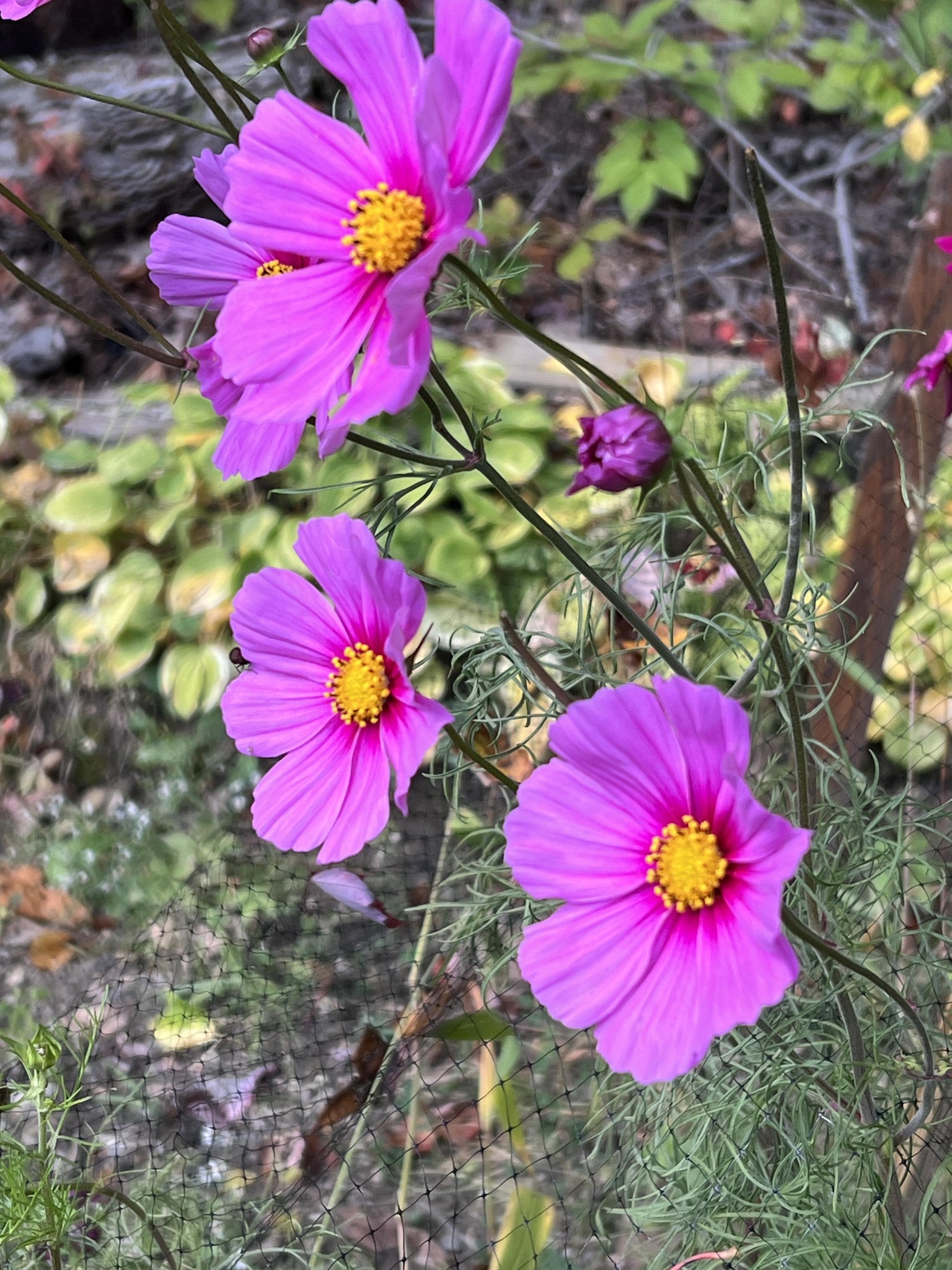 Cosmos flowers - image 1 - student project