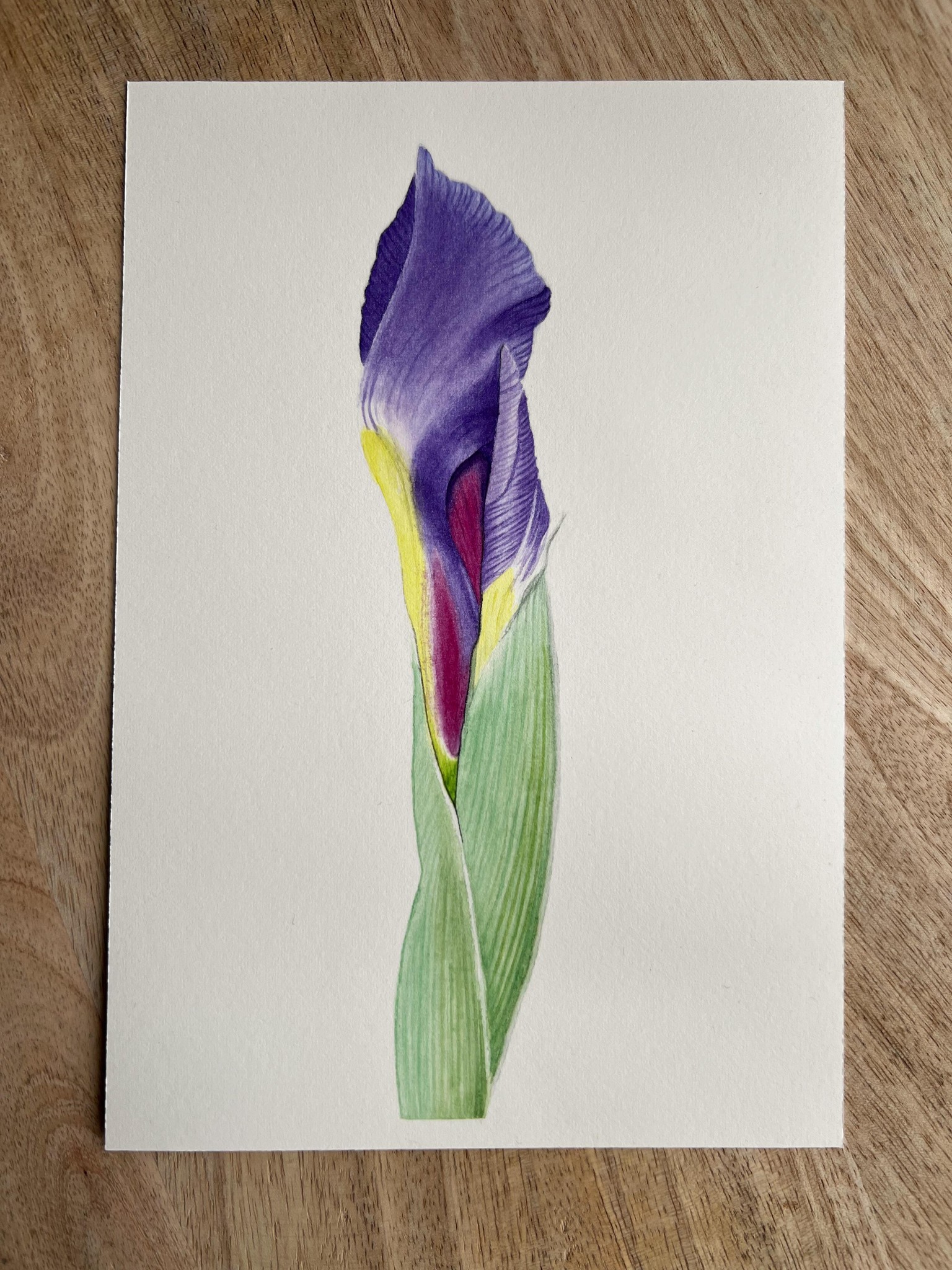 Iris - image 1 - student project