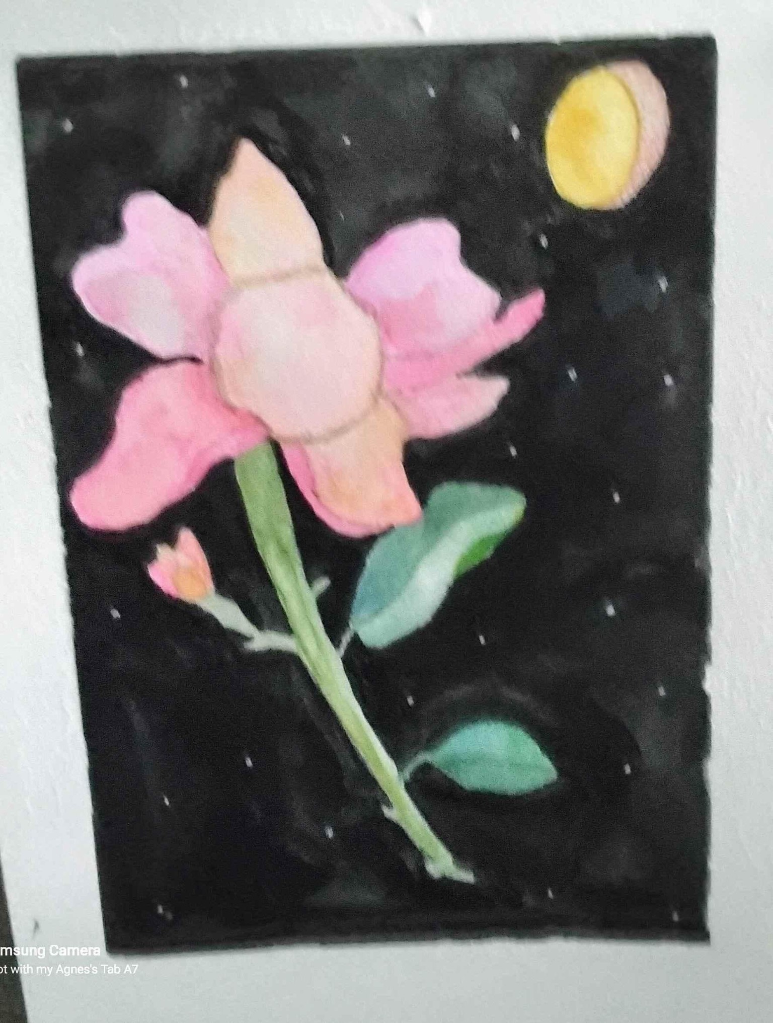 garden rose dark background - image 3 - student project