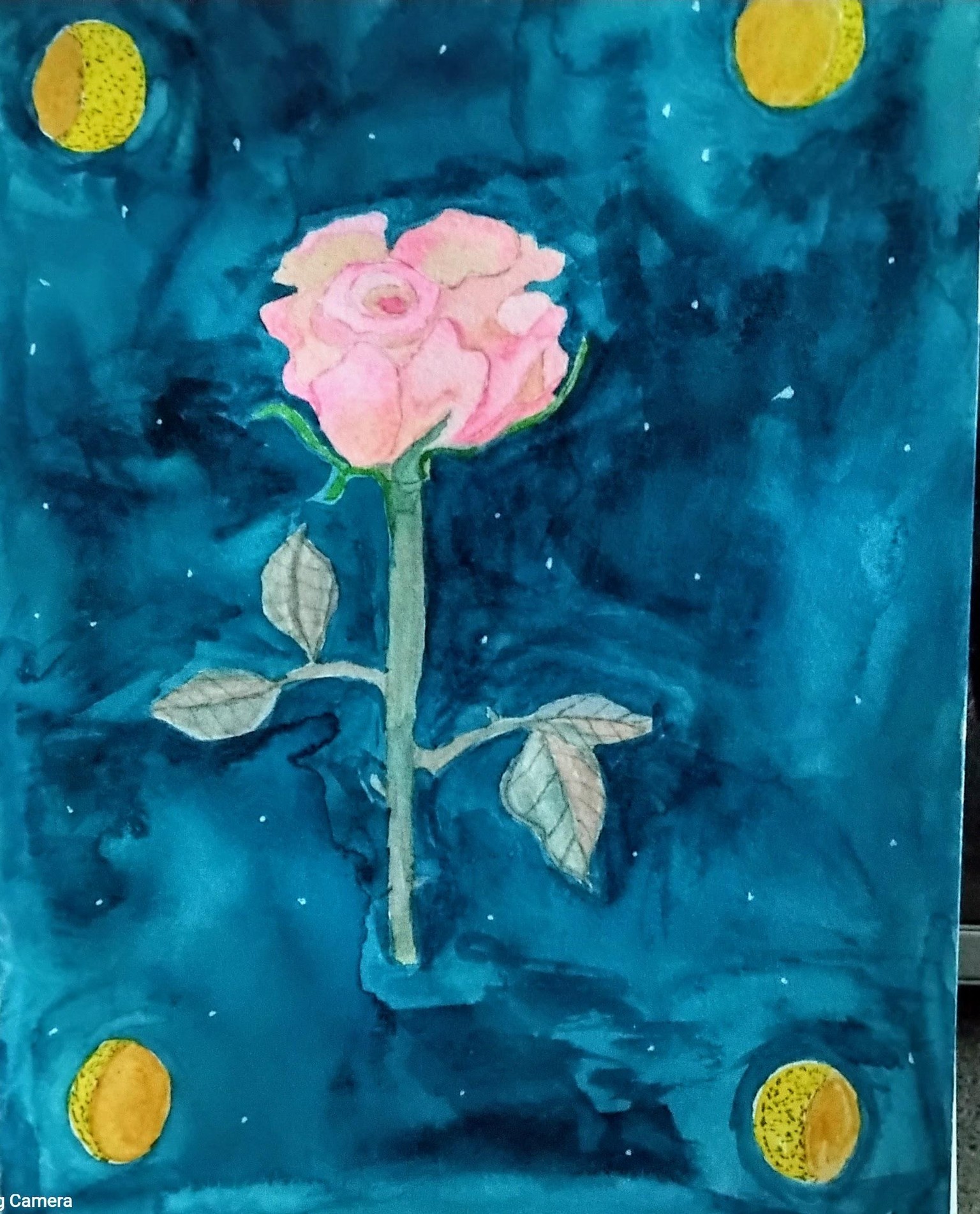 garden rose dark background - image 1 - student project