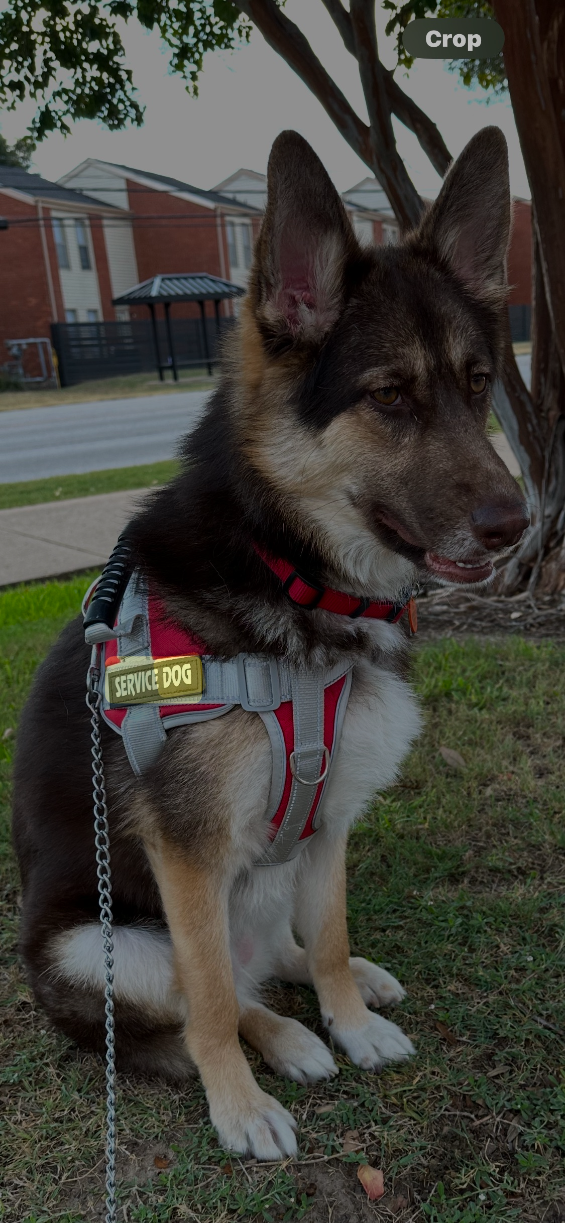 Our Gotcha Day, Irving Animal Shelter: Create a Photo Essay - image 1 - student project