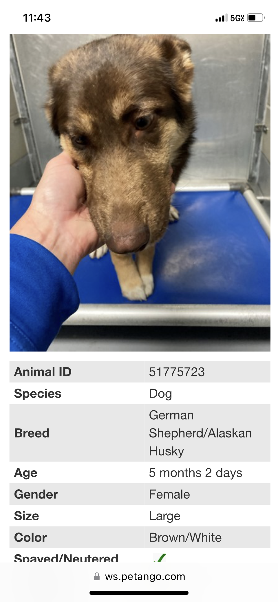 Our Gotcha Day, Irving Animal Shelter: Create a Photo Essay - image 2 - student project