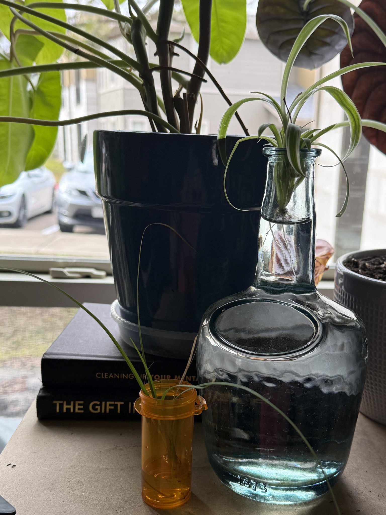 Inspiration to refresh my love of saving plants - image 1 - student project