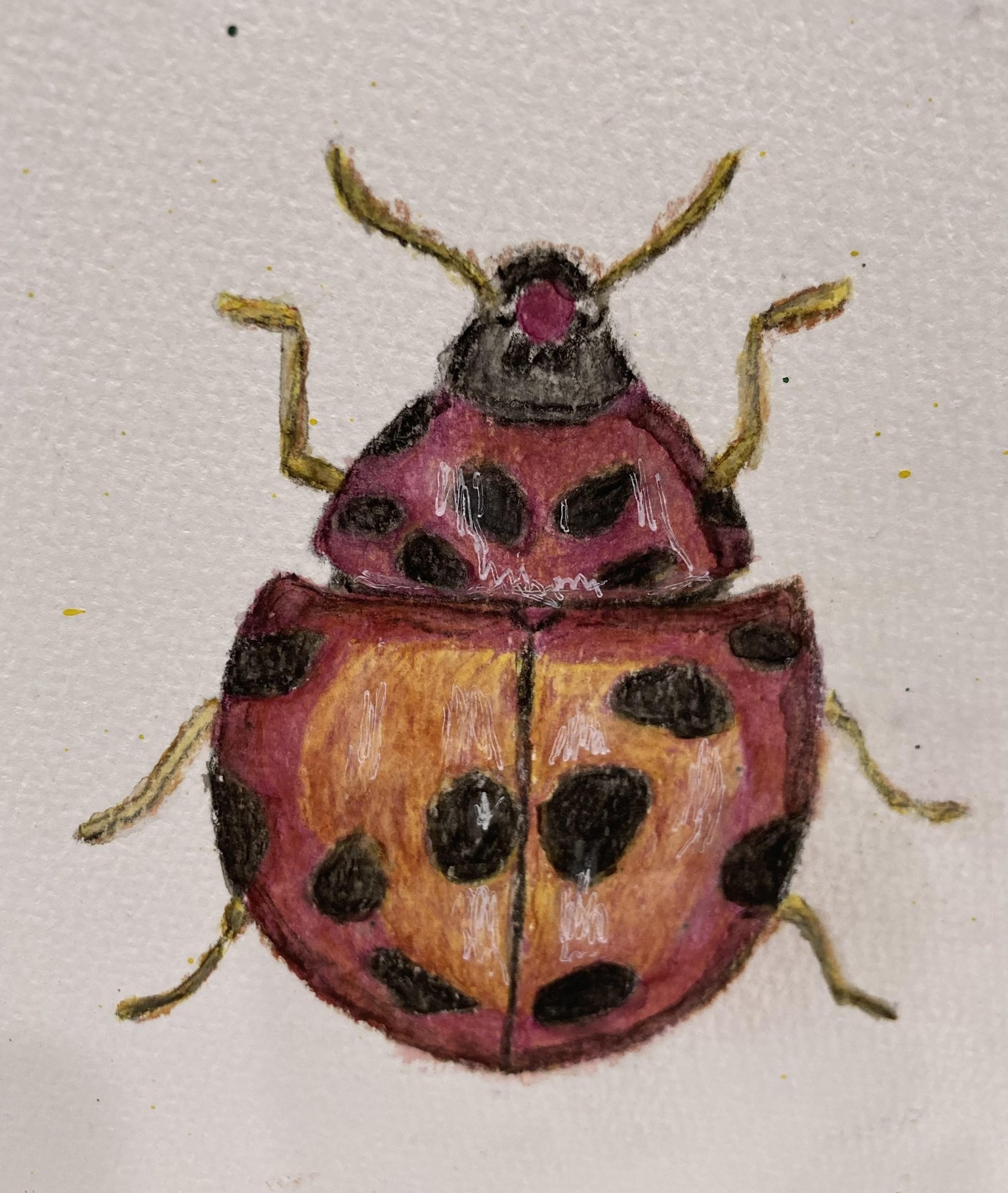 Ladybug - 6/21/25 - image 1 - student project