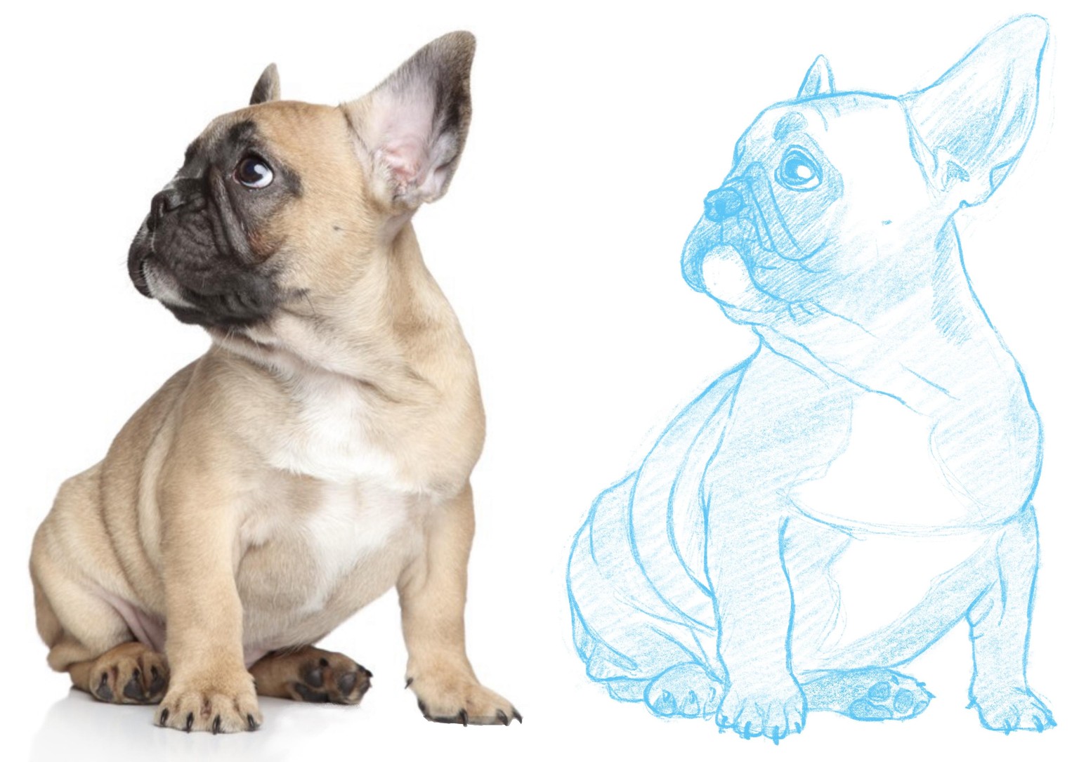 Daisy Dog character design - image 3 - student project