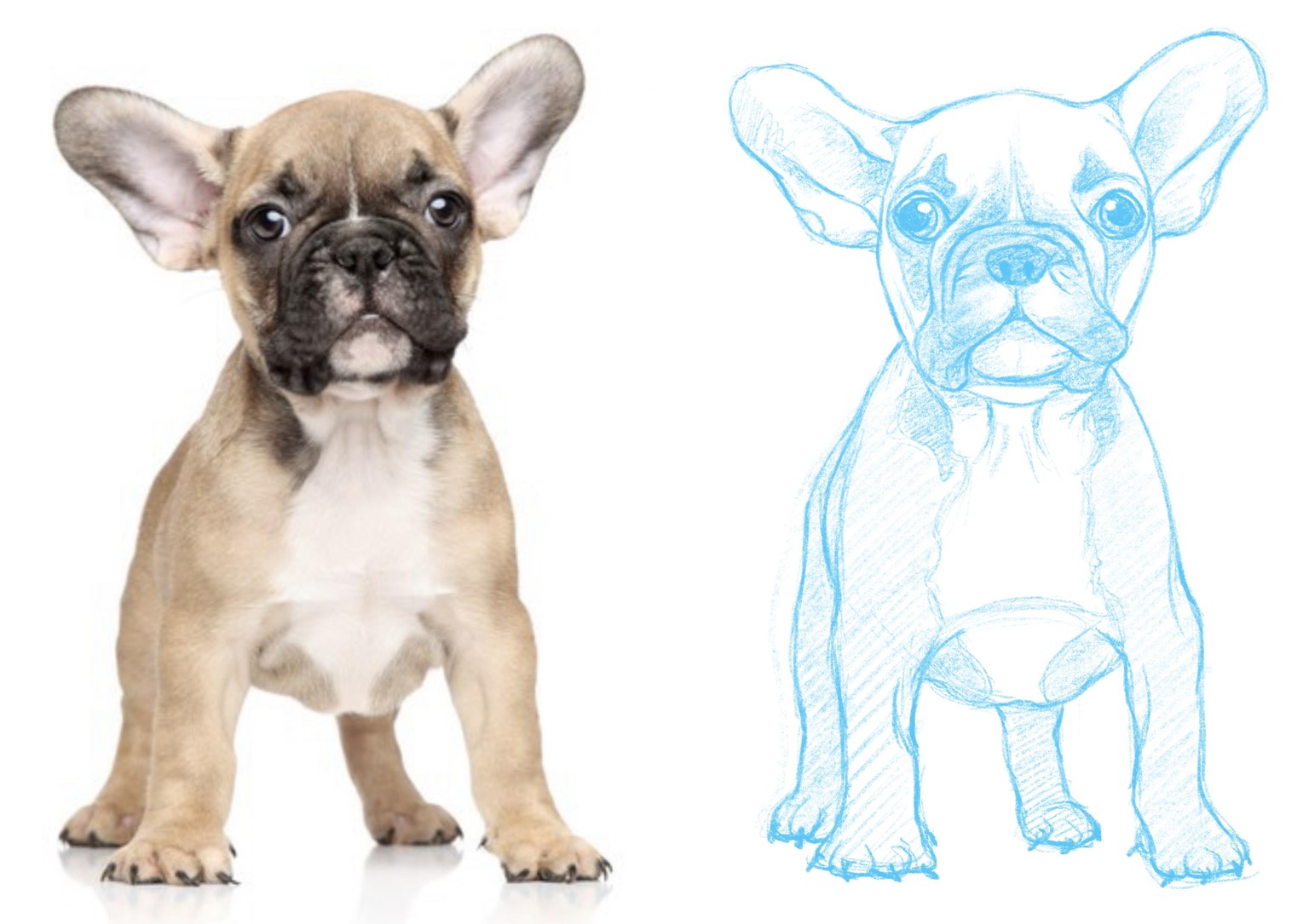 Daisy Dog character design - image 2 - student project