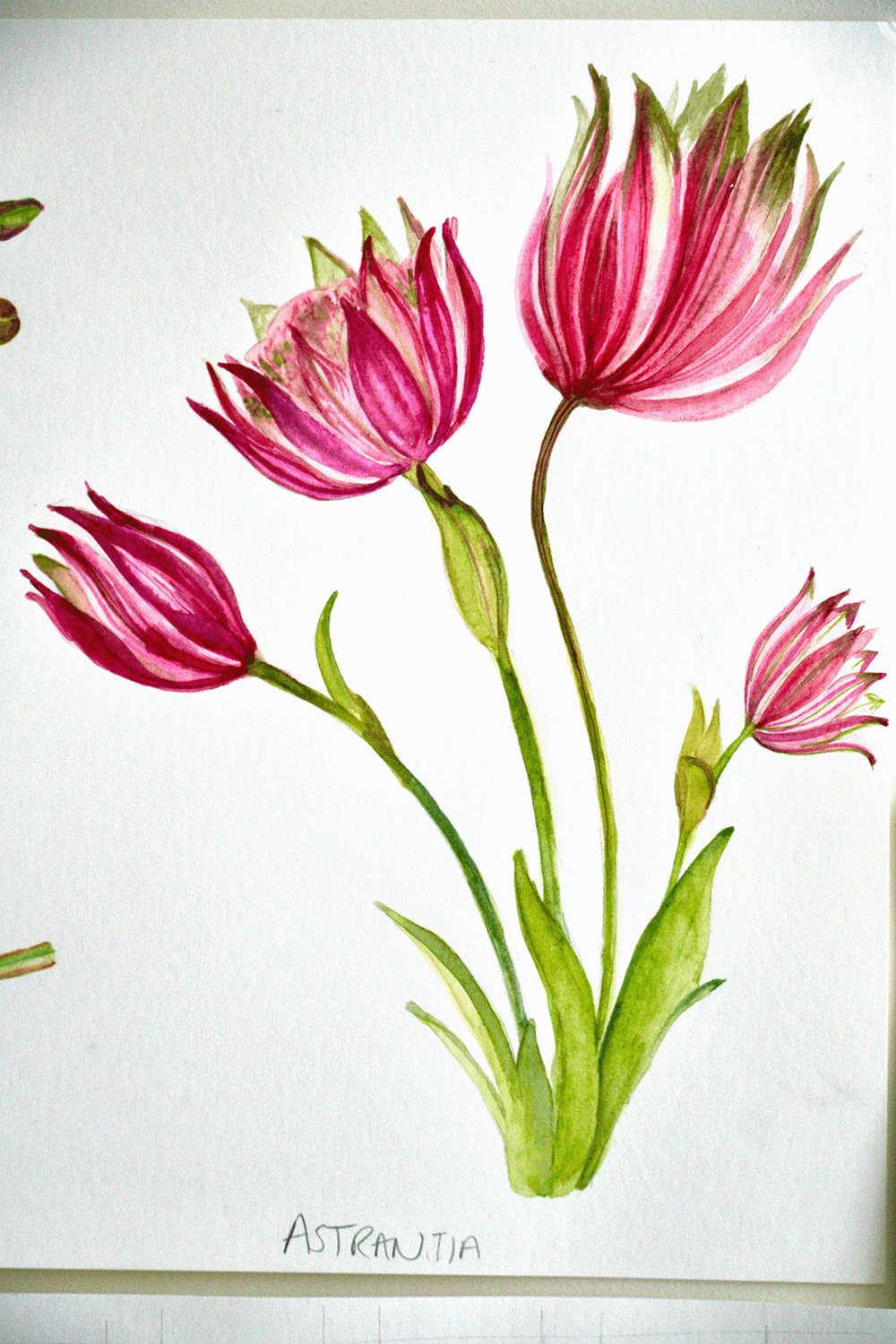 Astrantia - image 2 - student project