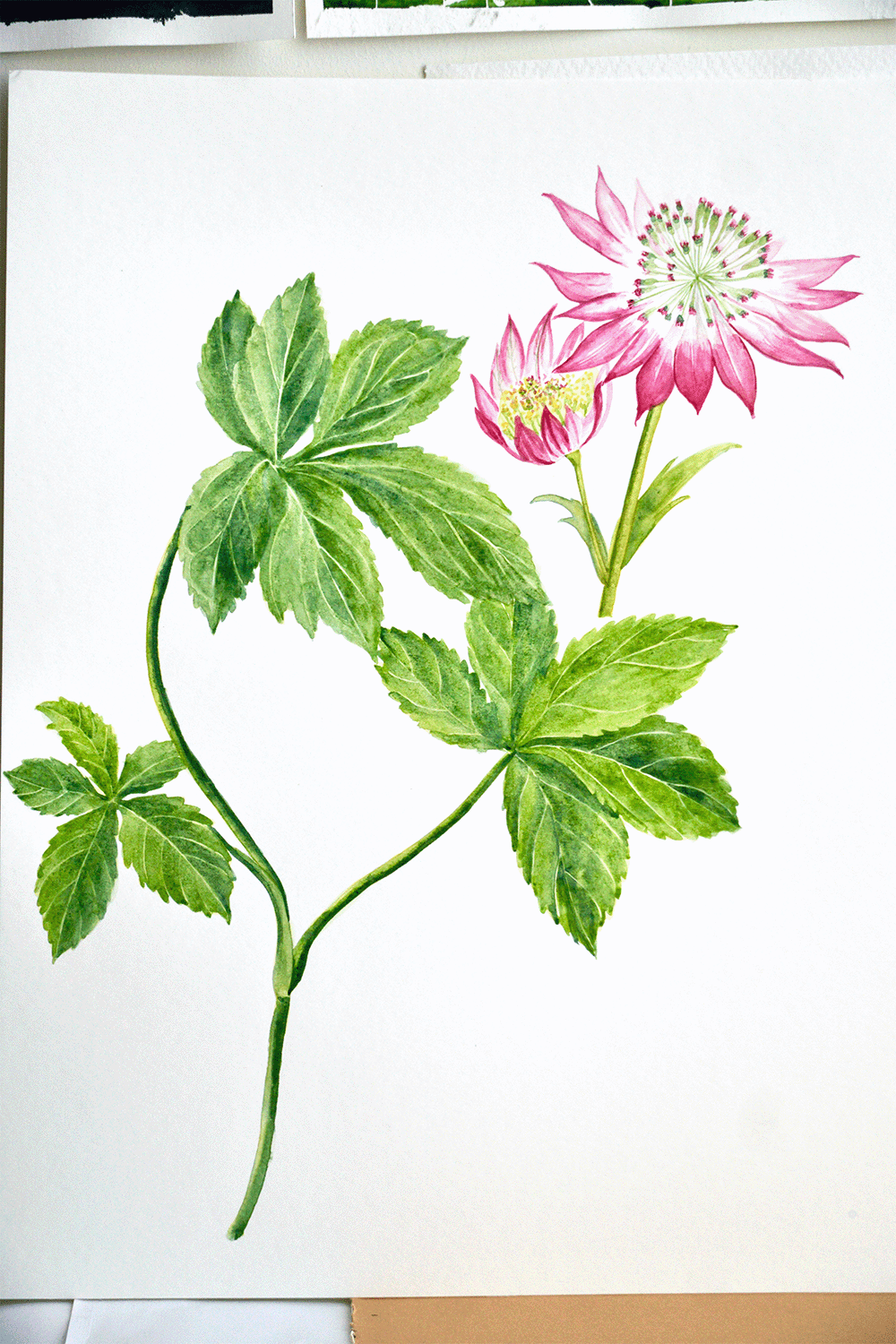 Astrantia - image 1 - student project