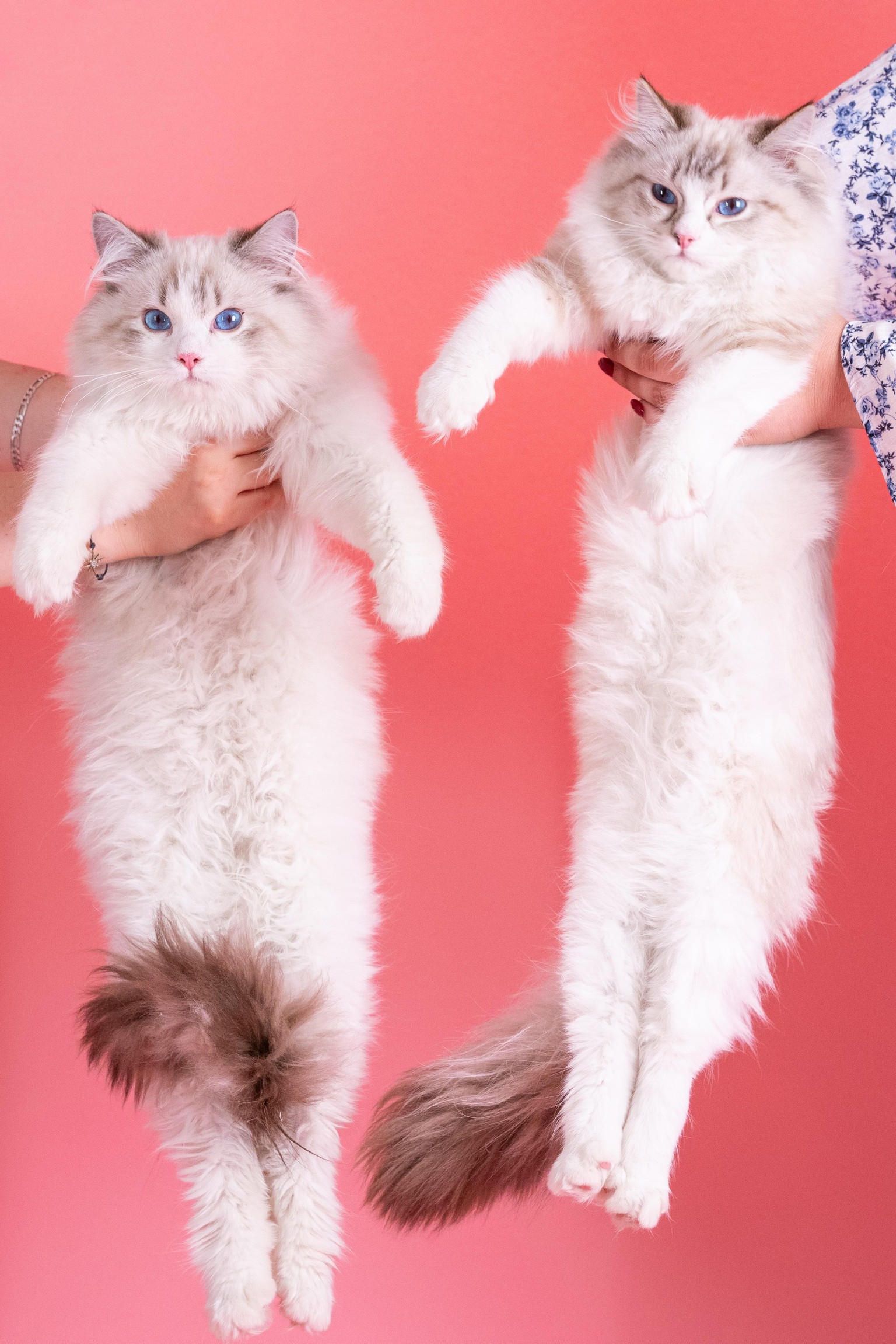 My ragdoll kittens by KorenyRagdolls. - image 1 - student project