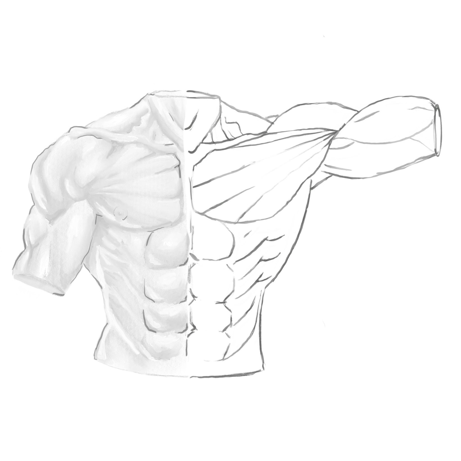 Torso - image 1 - student project