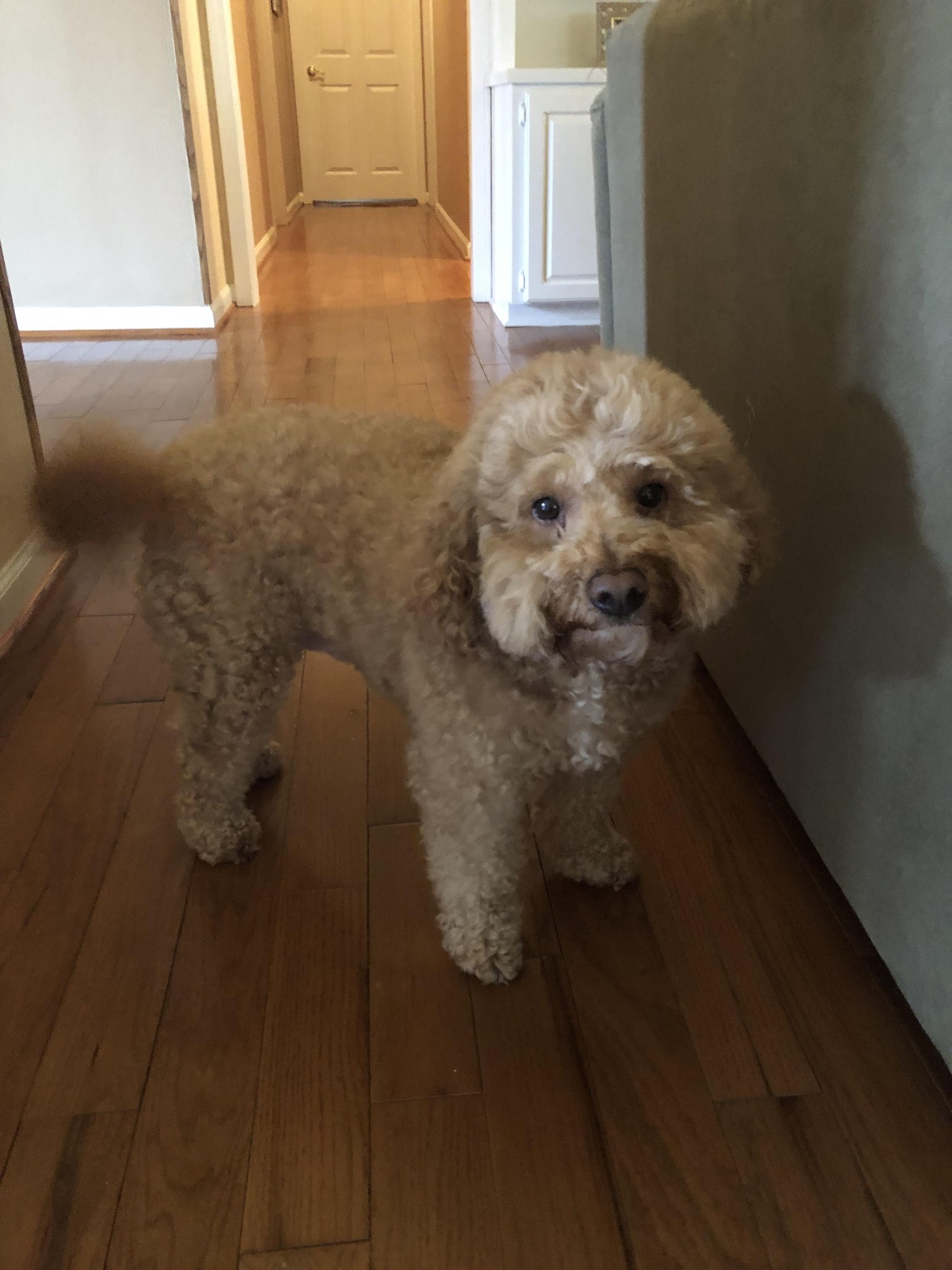 Romeo the Goldendoodle - image 1 - student project