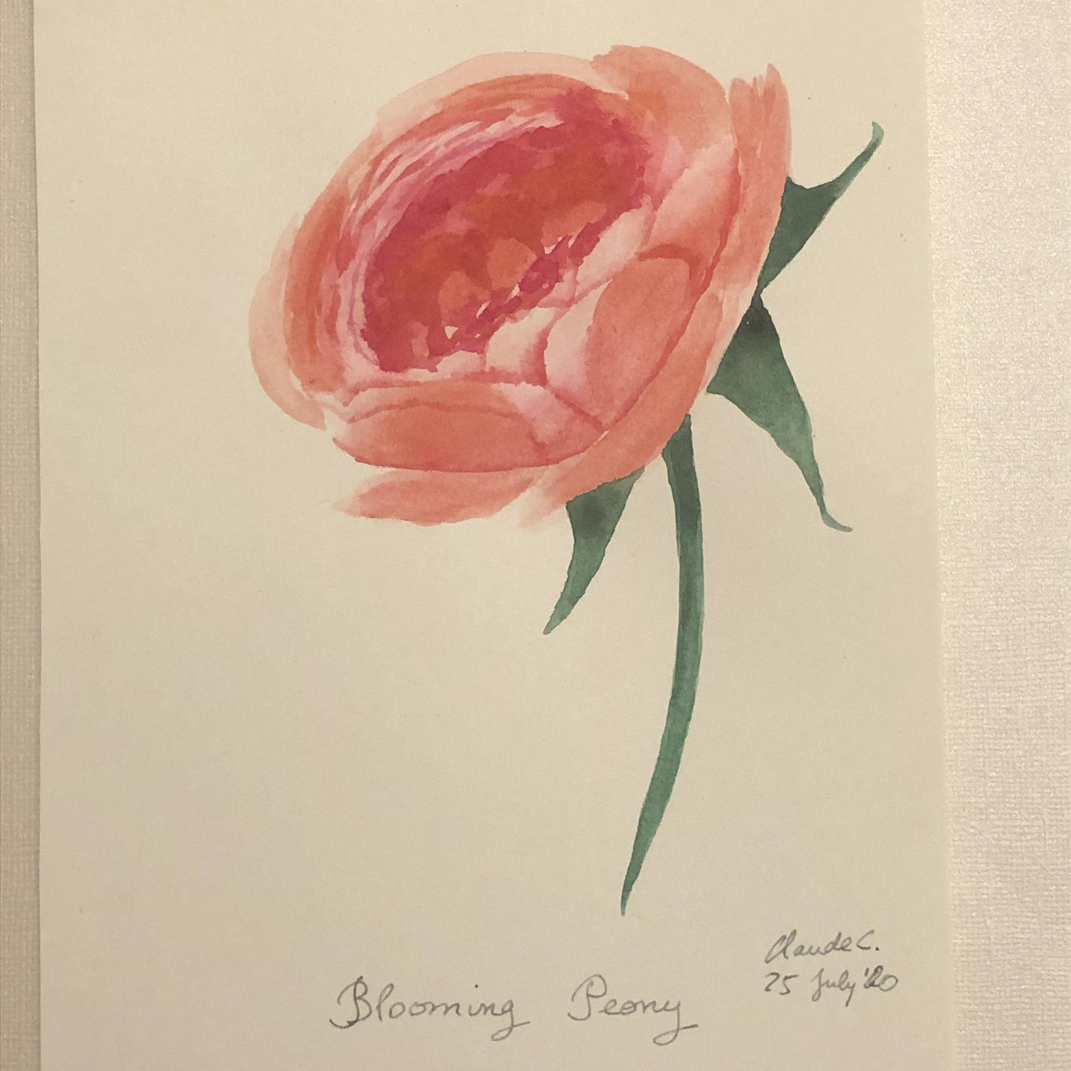 Peonies - image 2 - student project