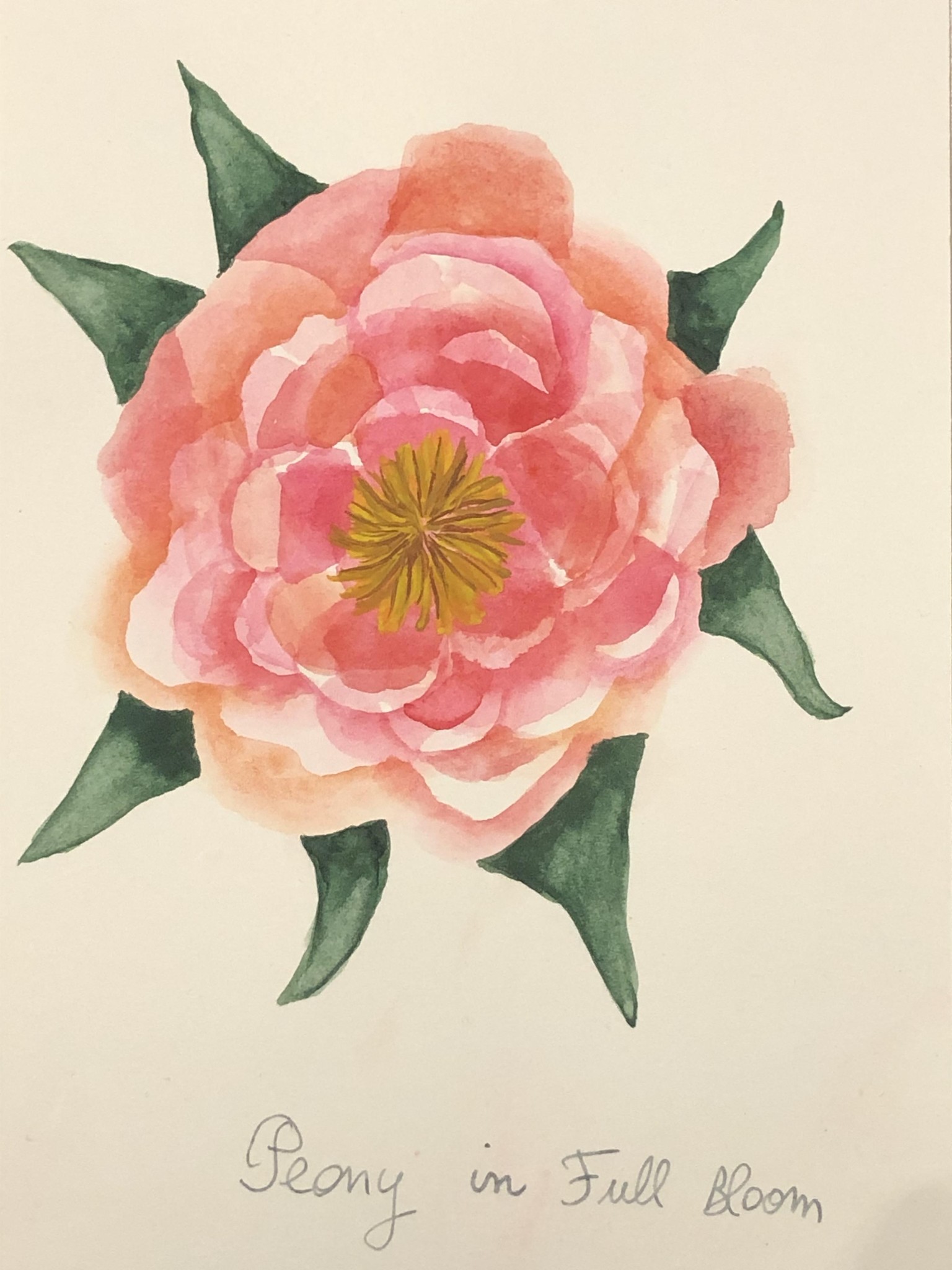 Peonies - image 1 - student project