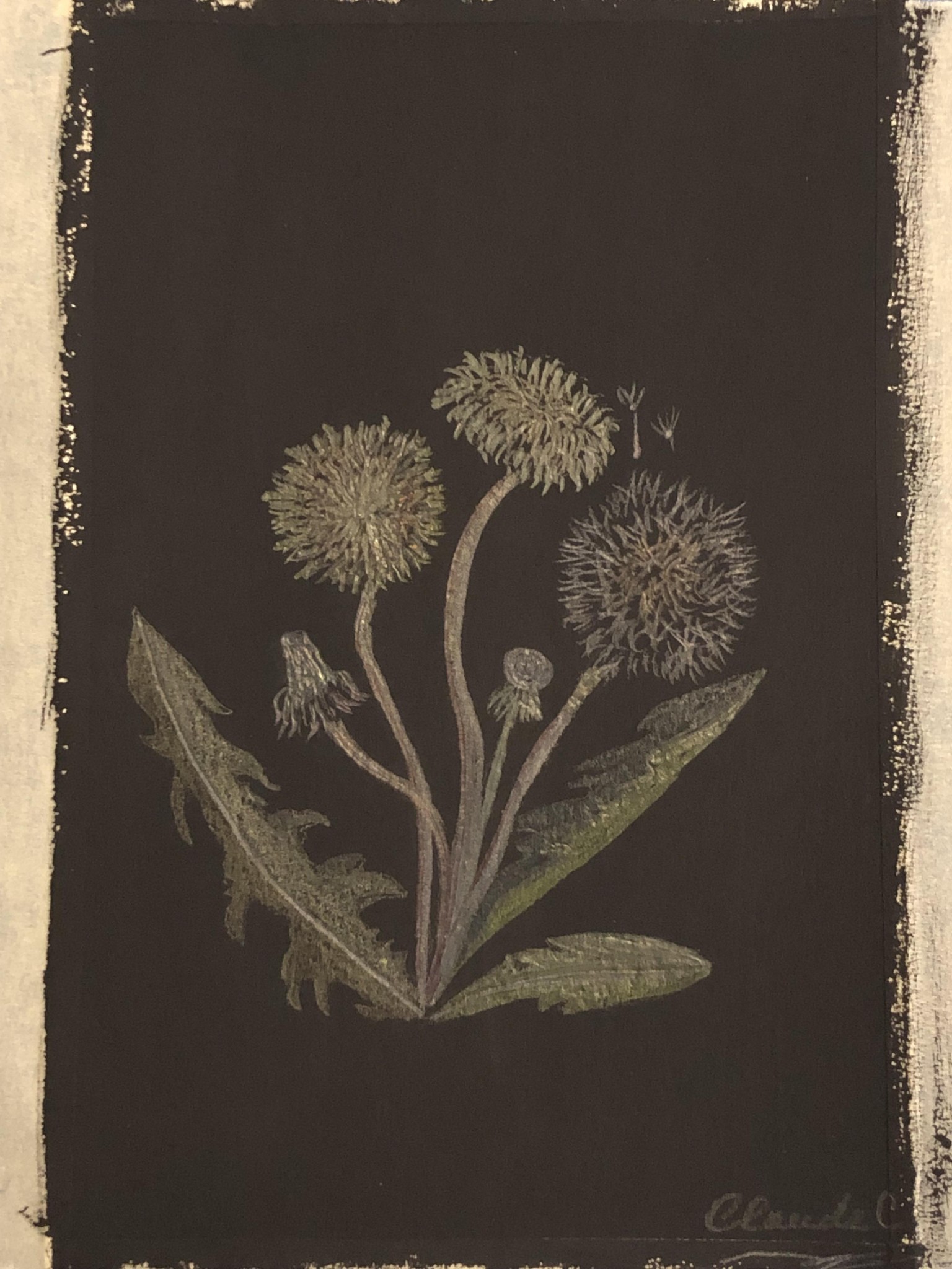 Dandelion; gouache on black gouache background - image 1 - student project