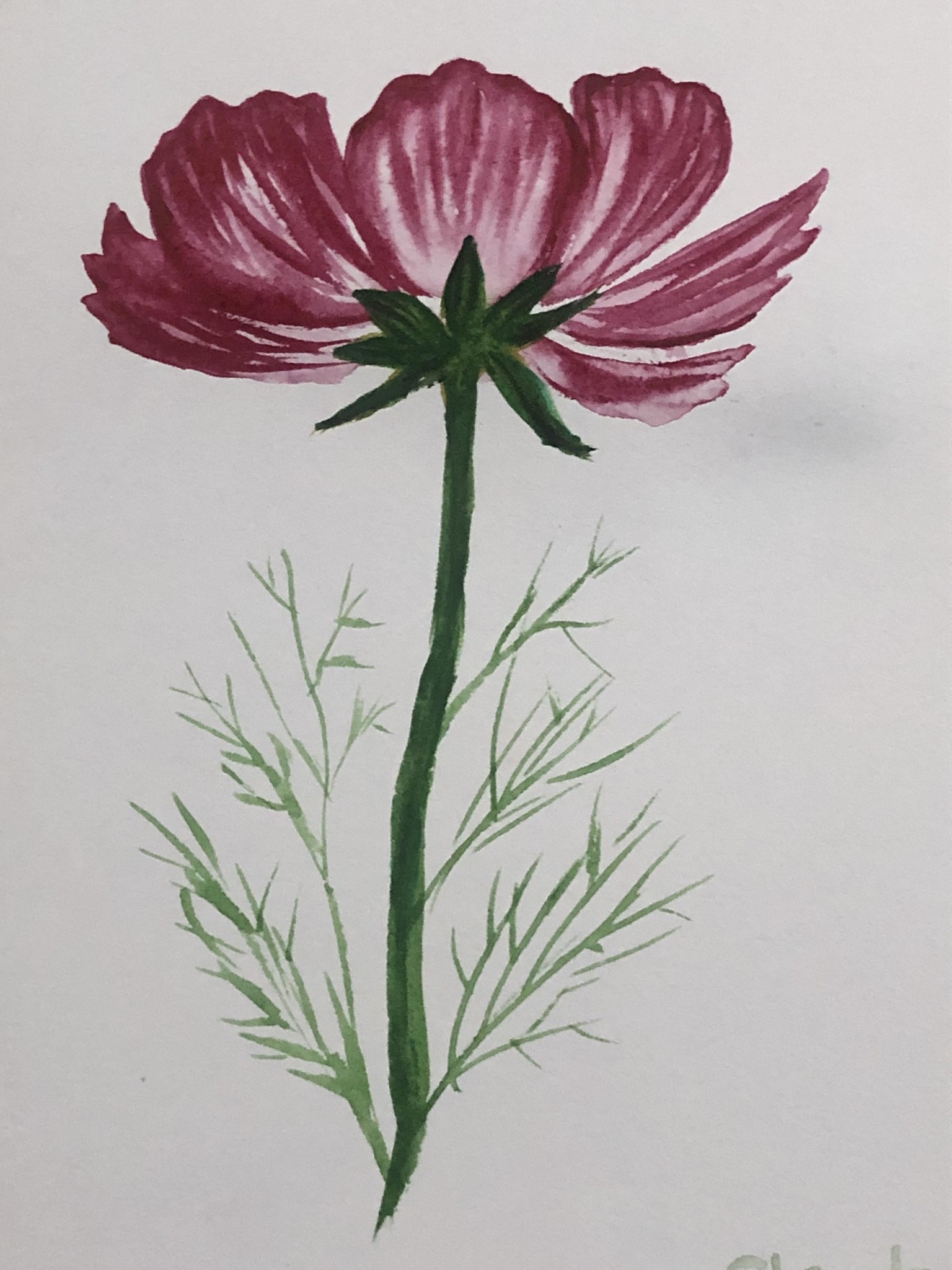 Wispy Watercolor Florals: Poppy and Cosmos - image 2 - student project