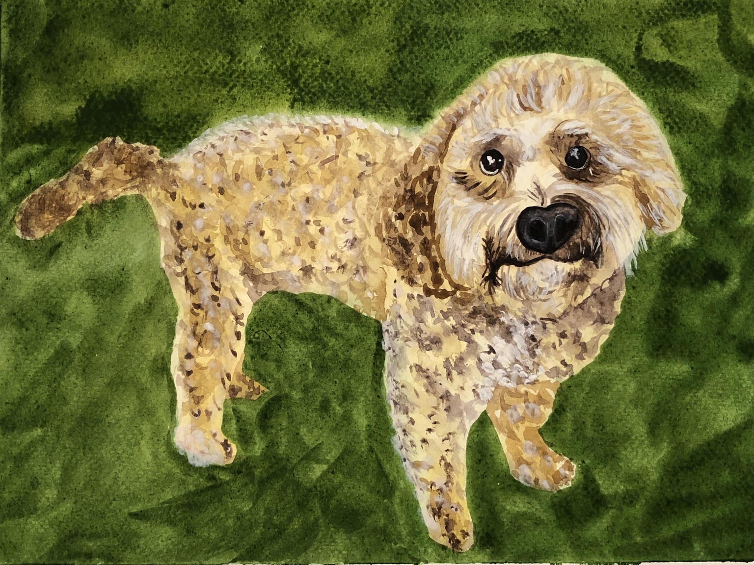 Romeo the Goldendoodle - image 2 - student project