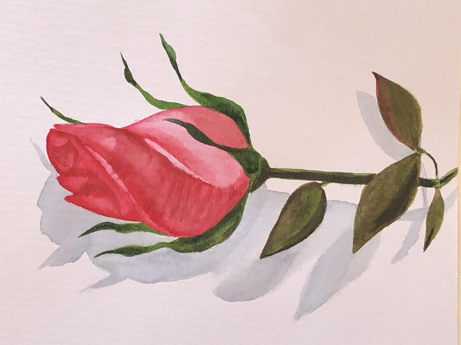 Rose - image 1 - student project
