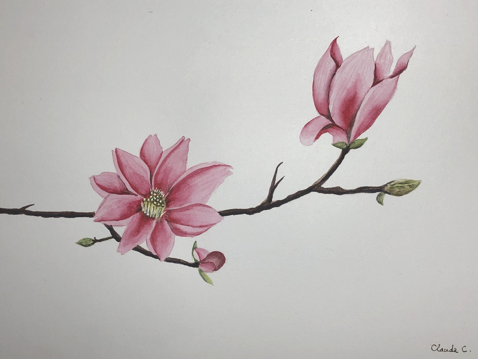 Magnolia&nbsp;#SummerDreamScholarship2023 - image 1 - student project