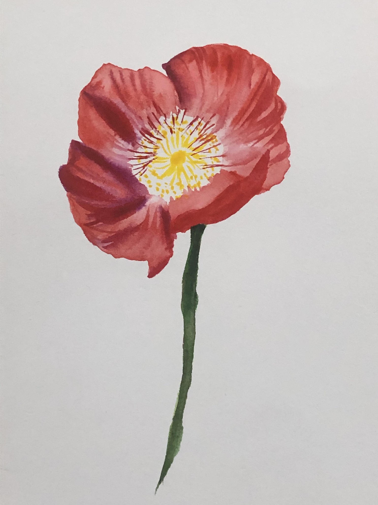 Wispy Watercolor Florals: Poppy and Cosmos - image 1 - student project