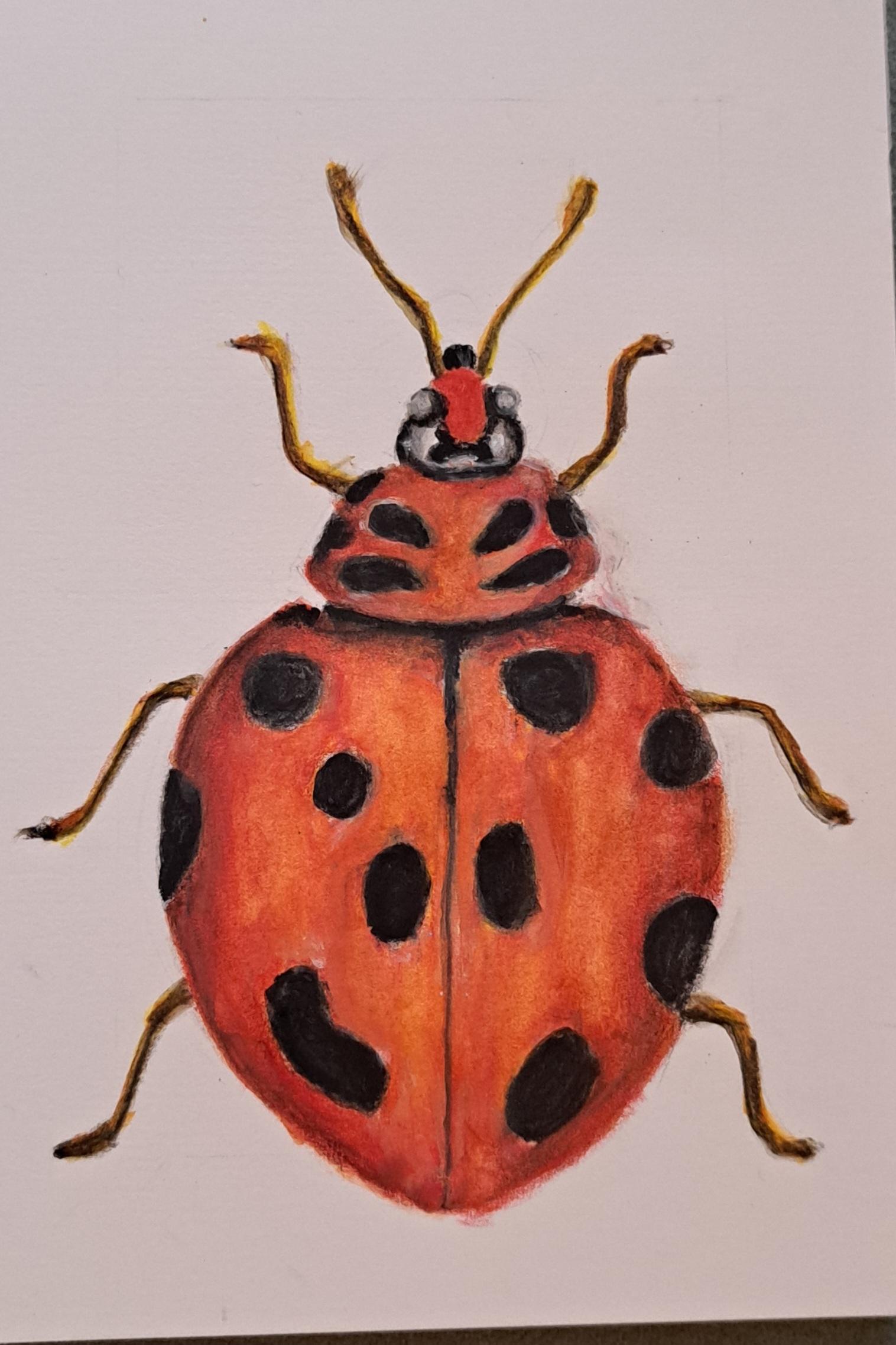 Ladybug in watercolor pencils - image 1 - student project