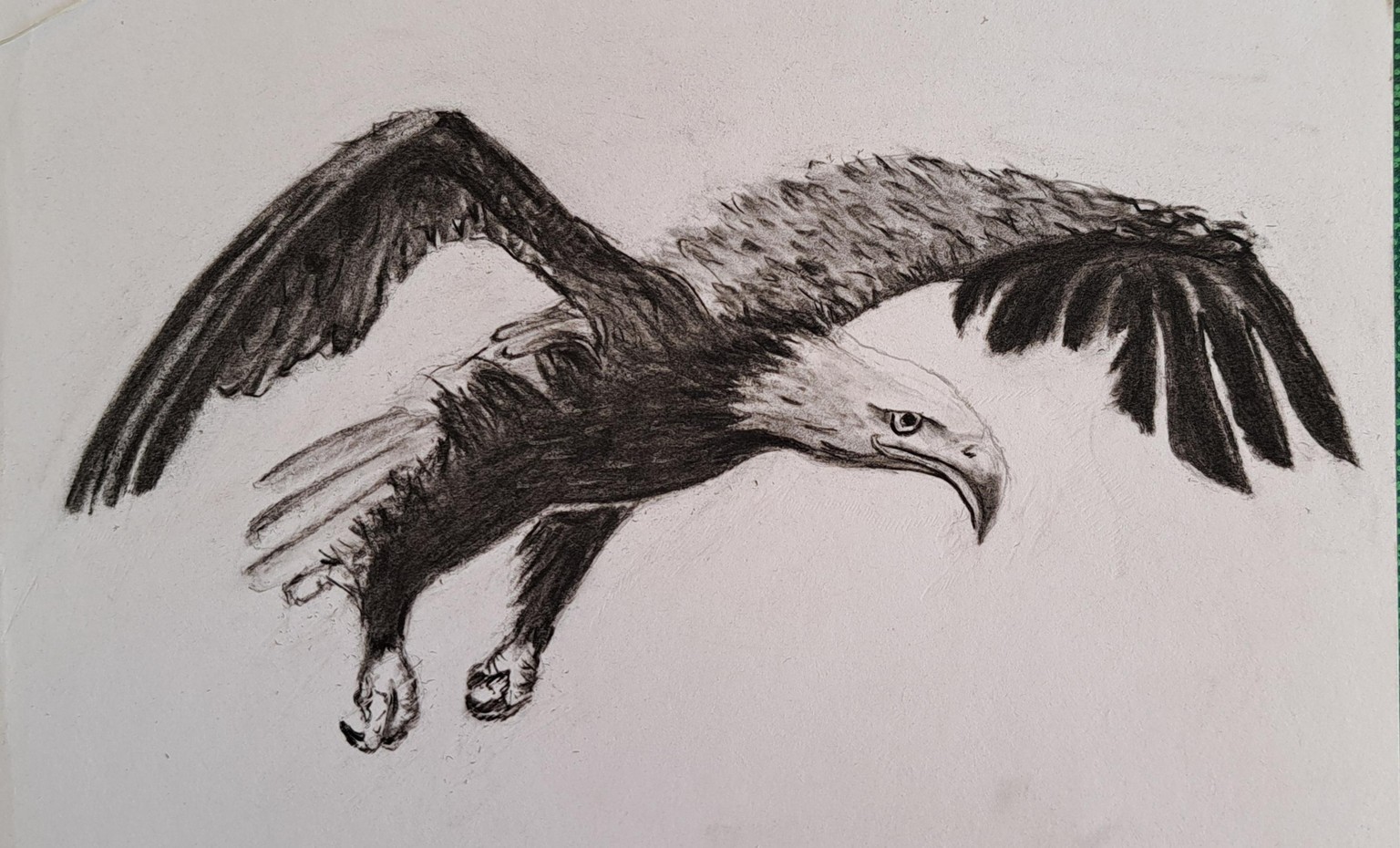A Bald Eagle - image 1 - student project