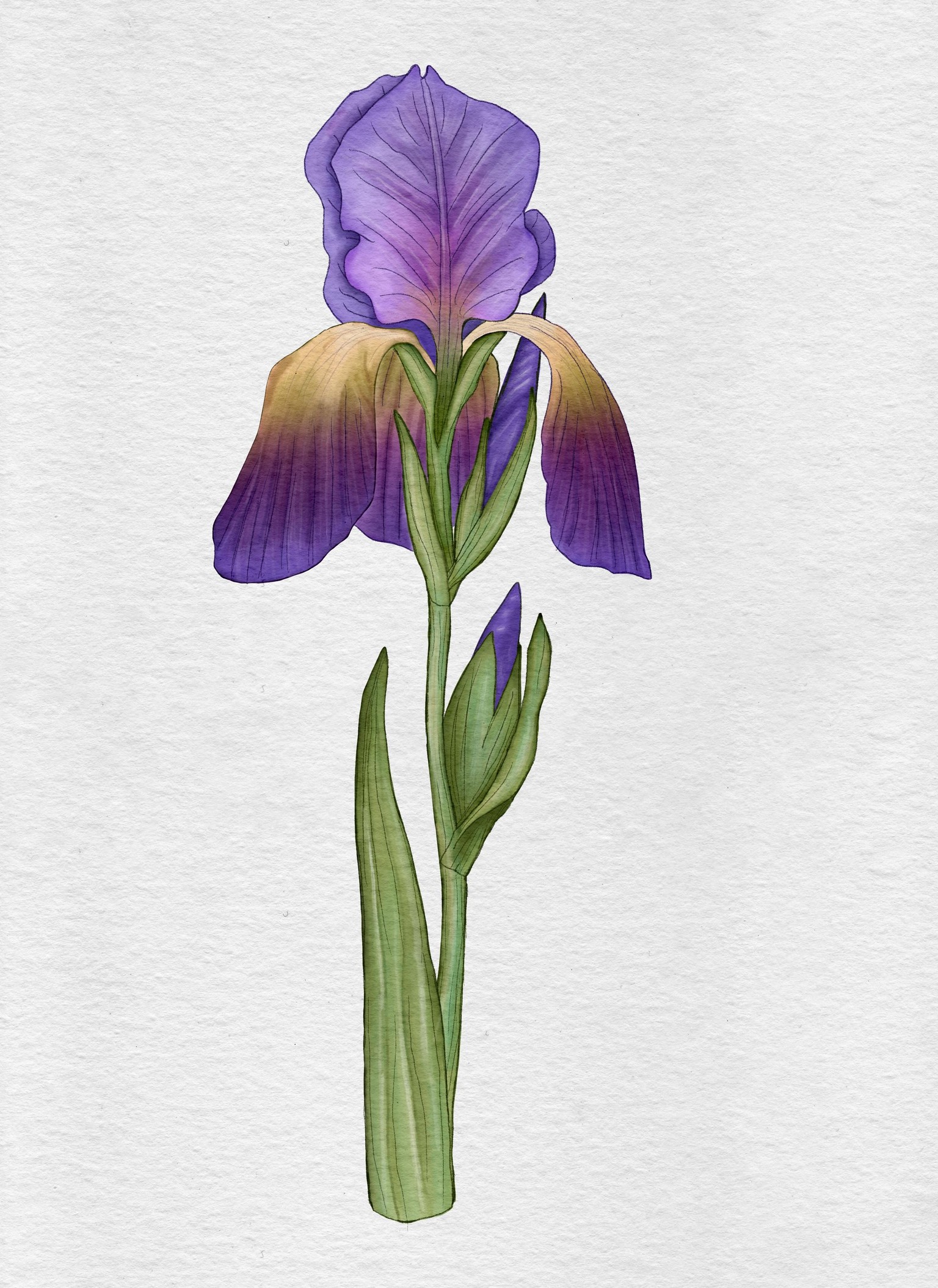 Watercolor Flower - image 1 - student project