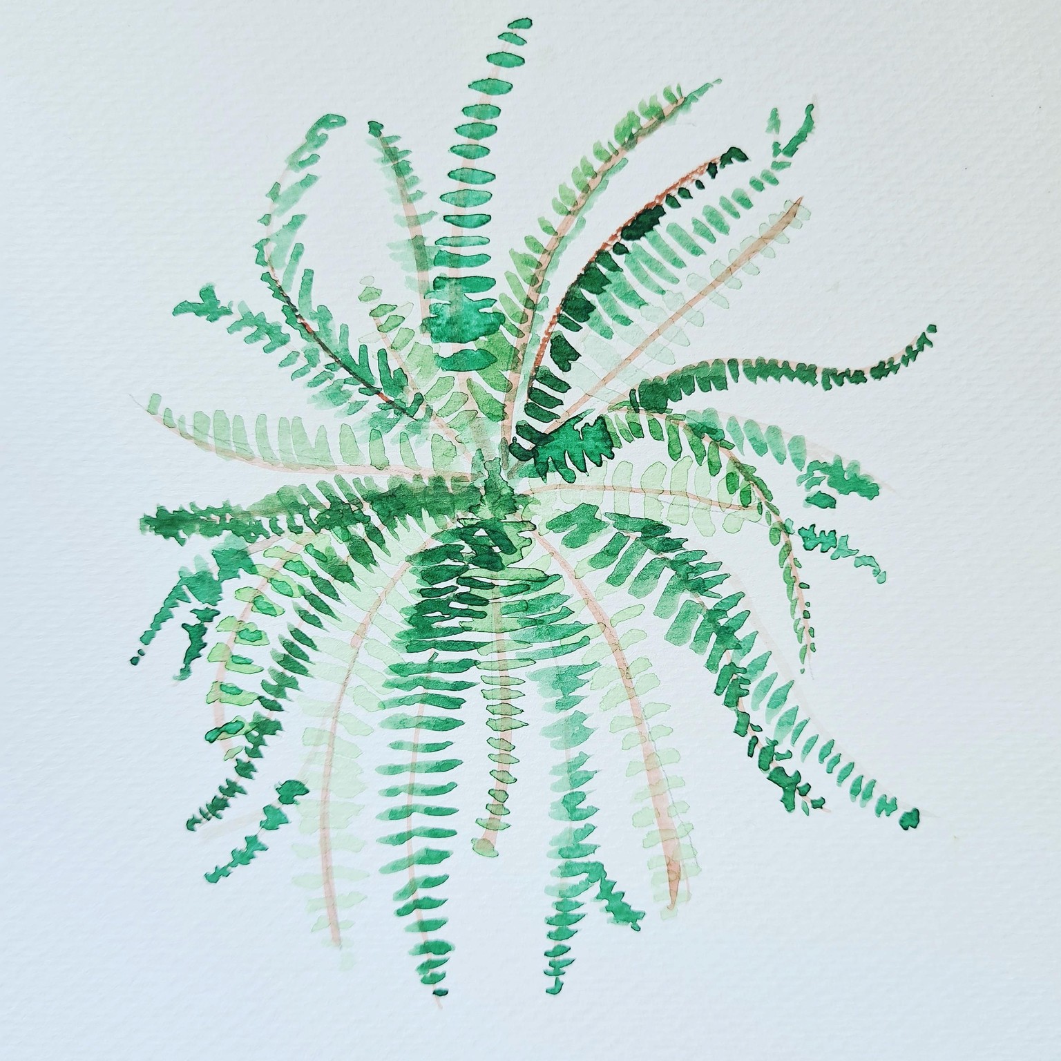 Boston fern - image 1 - student project
