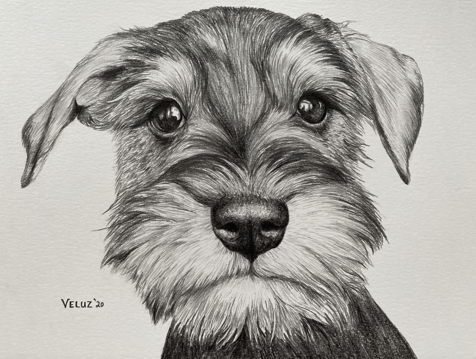 Work in Progress: Schnauzer Dog - image 4 - student project