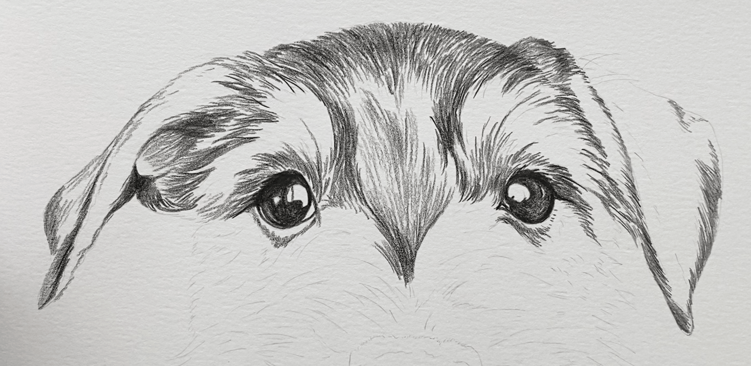 Work in Progress: Schnauzer Dog - image 1 - student project