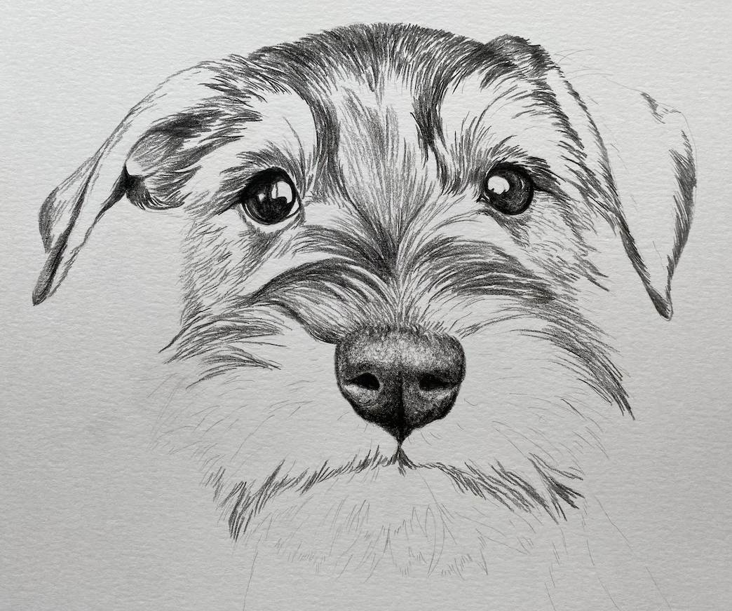 Work in Progress: Schnauzer Dog - image 2 - student project