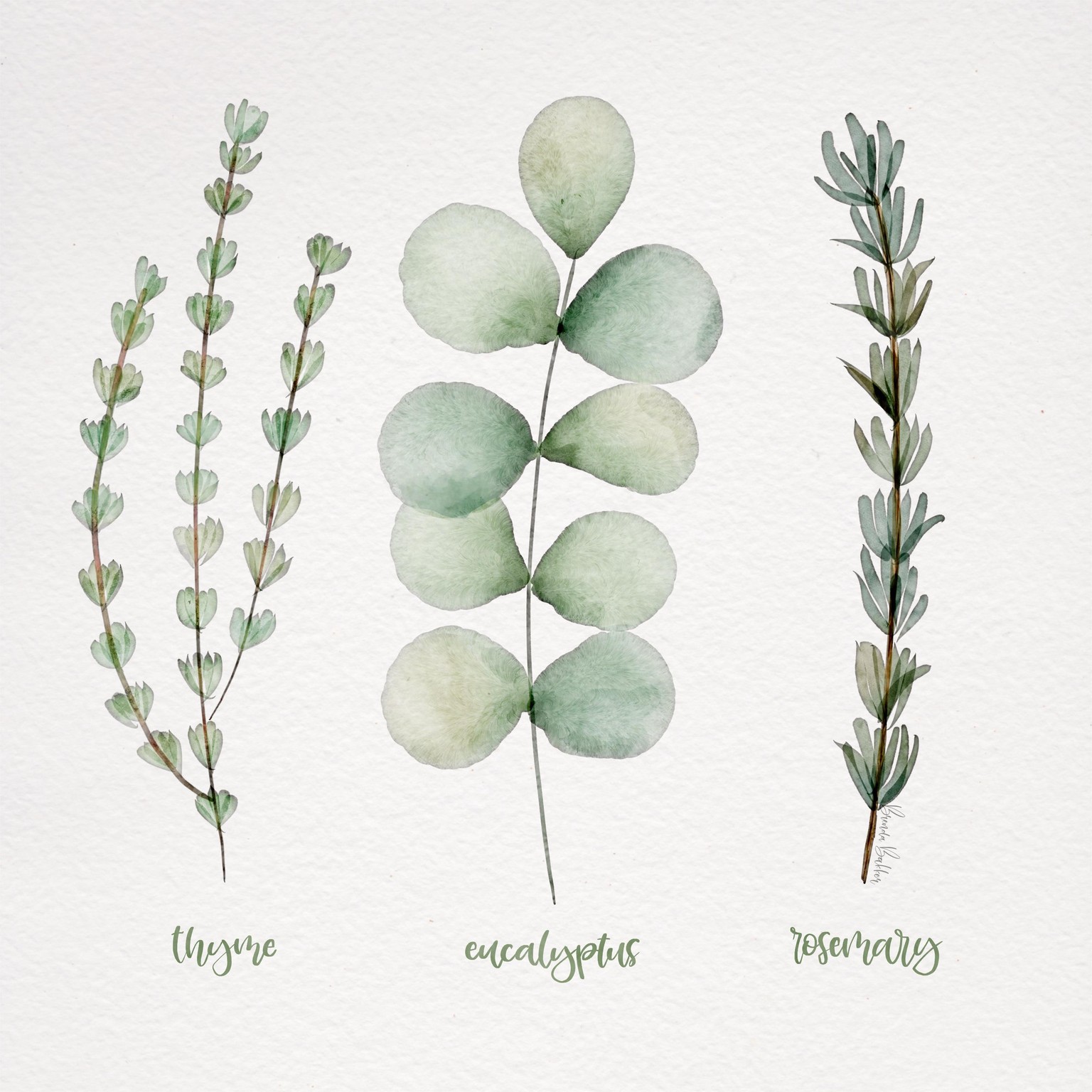 My Botanics for this class - image 2 - student project