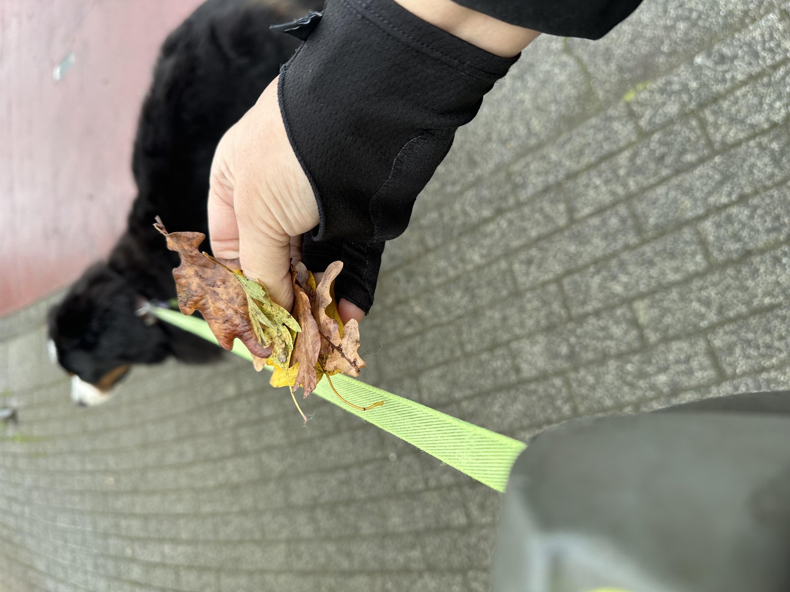 Happy fall y’all! - image 2 - student project