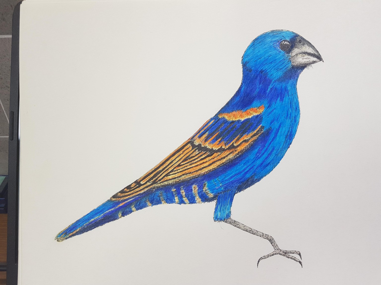 Red Panda, Blue Grosbeak, Chameleon - image 4 - student project