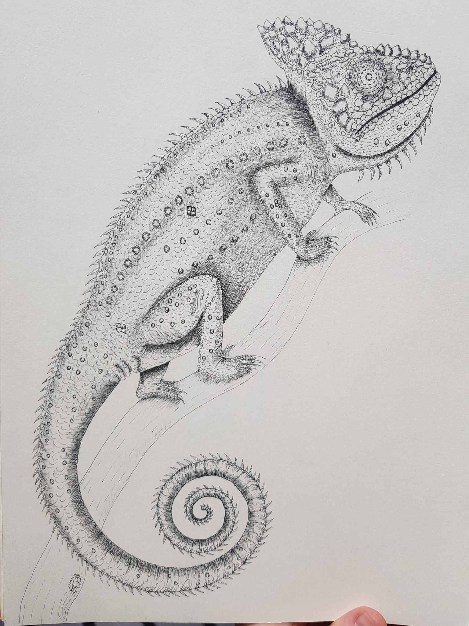 Red Panda, Blue Grosbeak, Chameleon - image 1 - student project