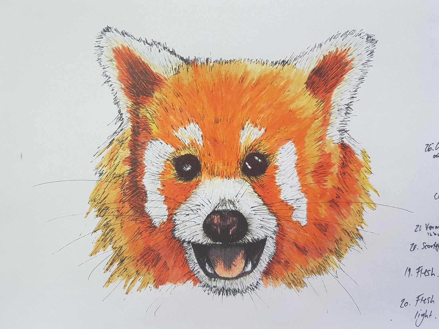 Red Panda, Blue Grosbeak, Chameleon - image 5 - student project