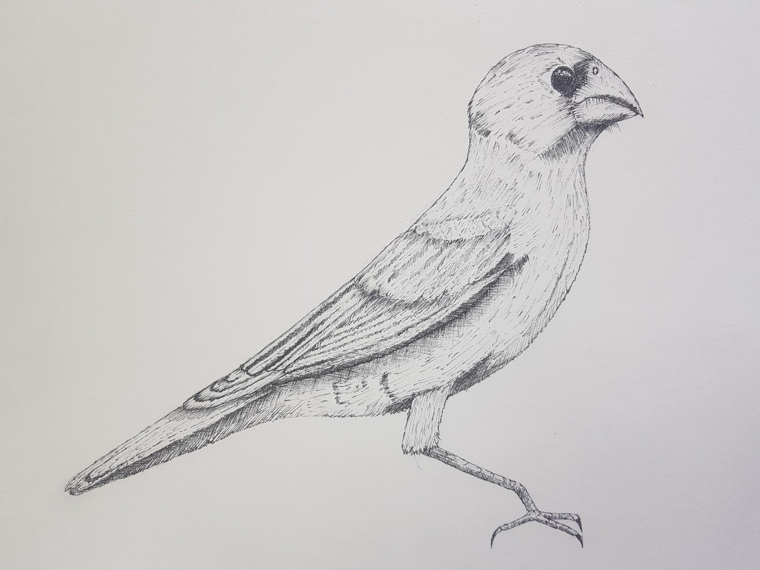 Red Panda, Blue Grosbeak, Chameleon - image 3 - student project