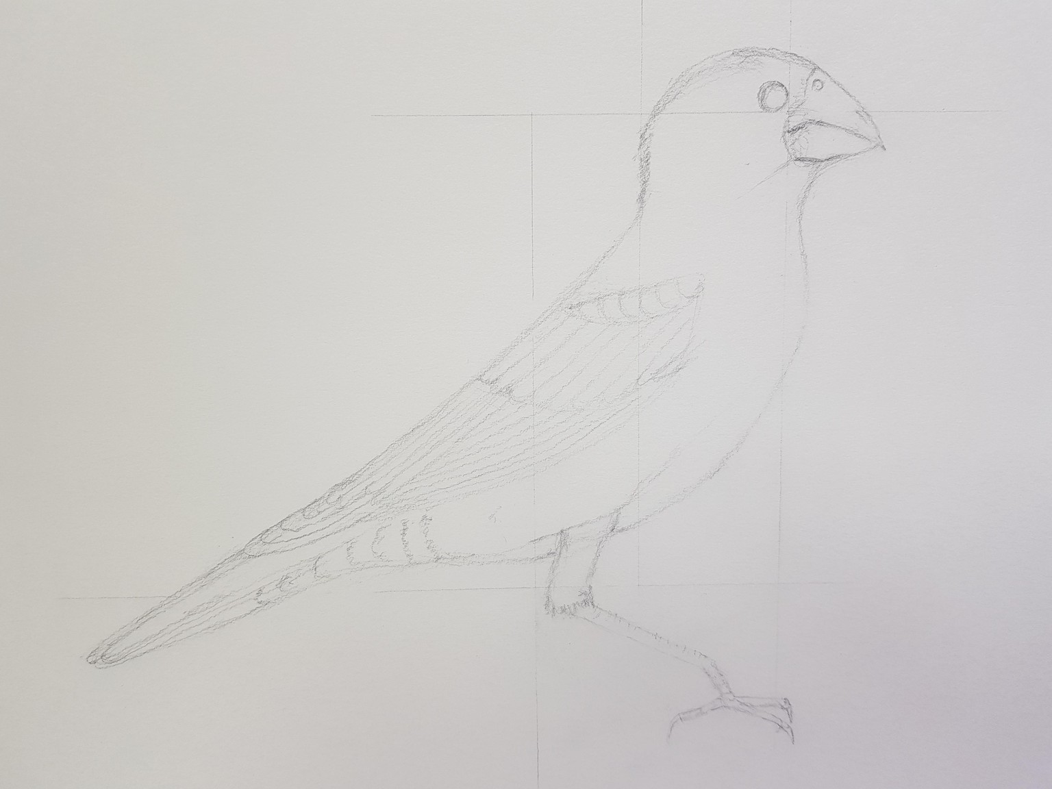 Red Panda, Blue Grosbeak, Chameleon - image 2 - student project