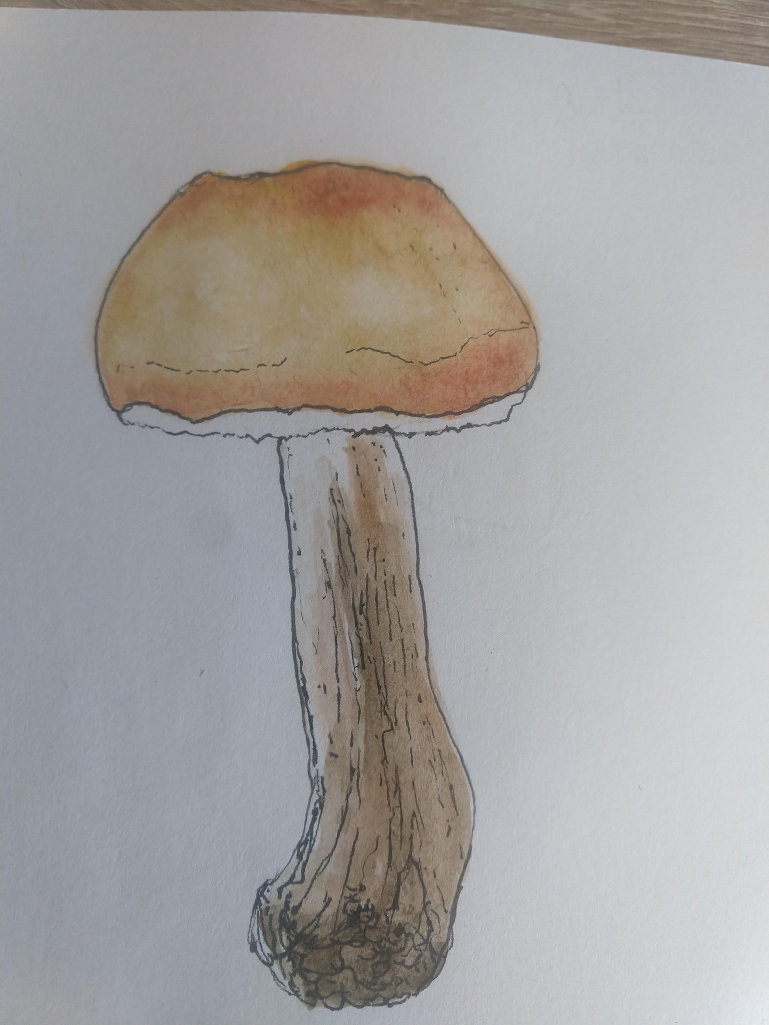 Mushrooms - image 2 - student project