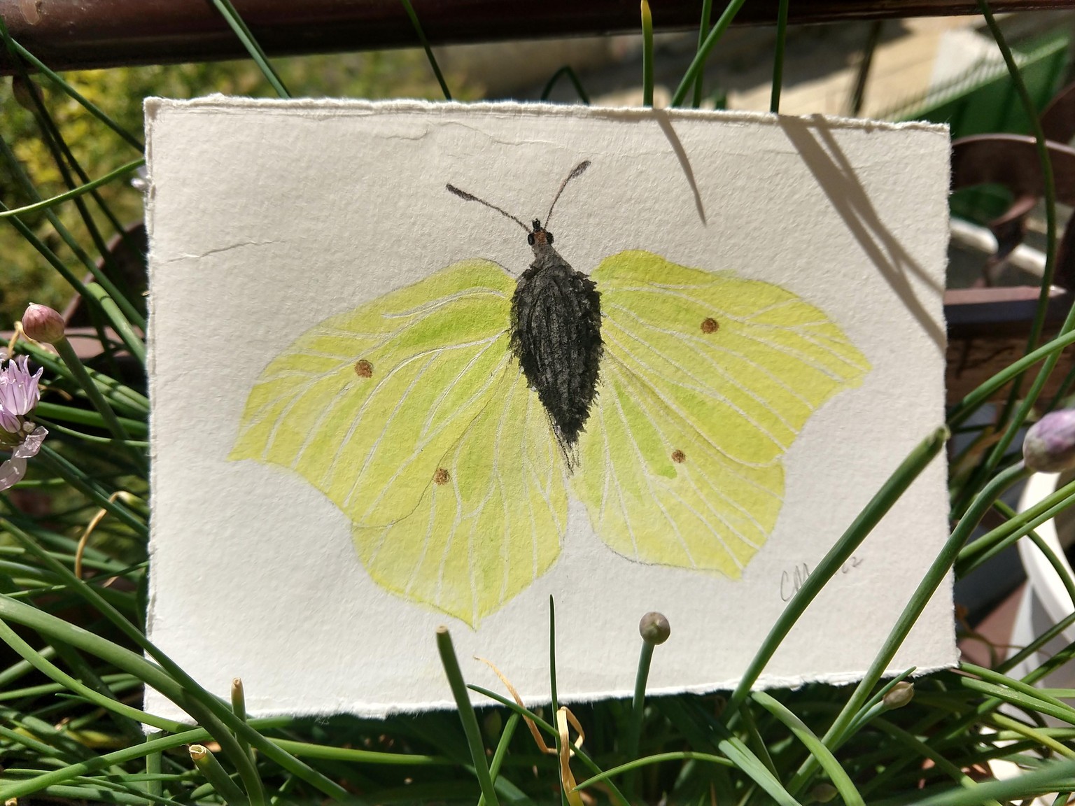Butterflies - image 3 - student project