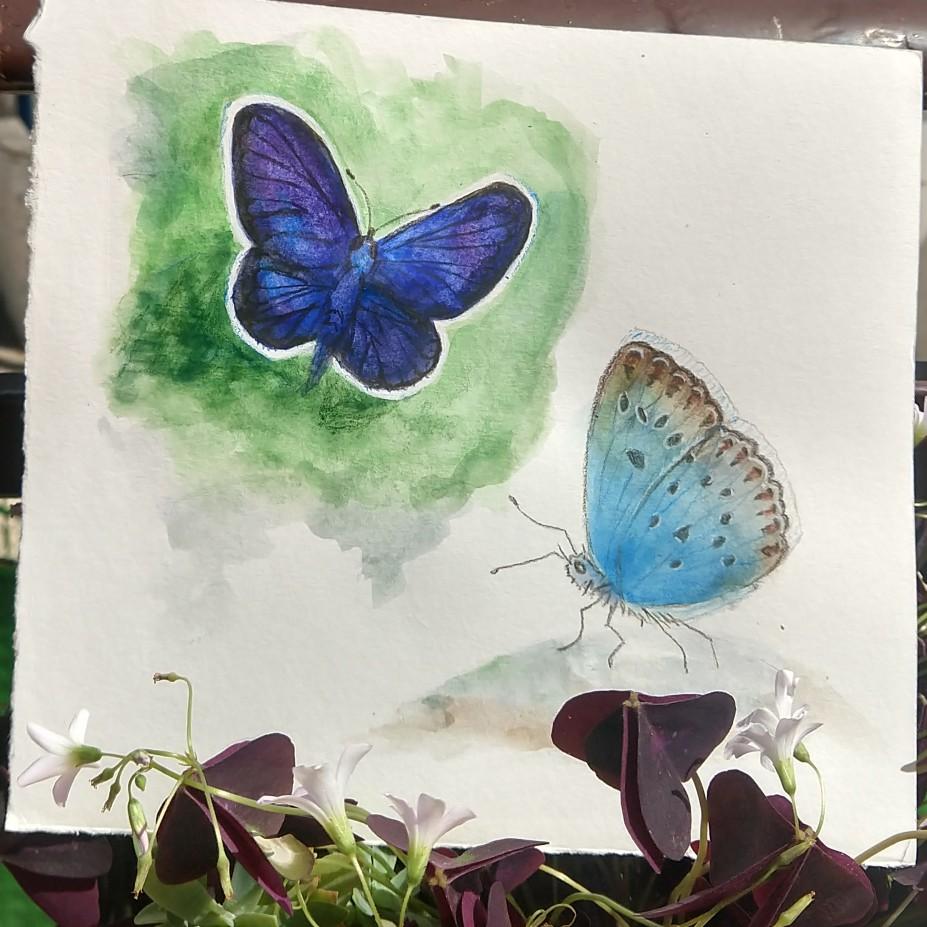 Butterflies - image 1 - student project