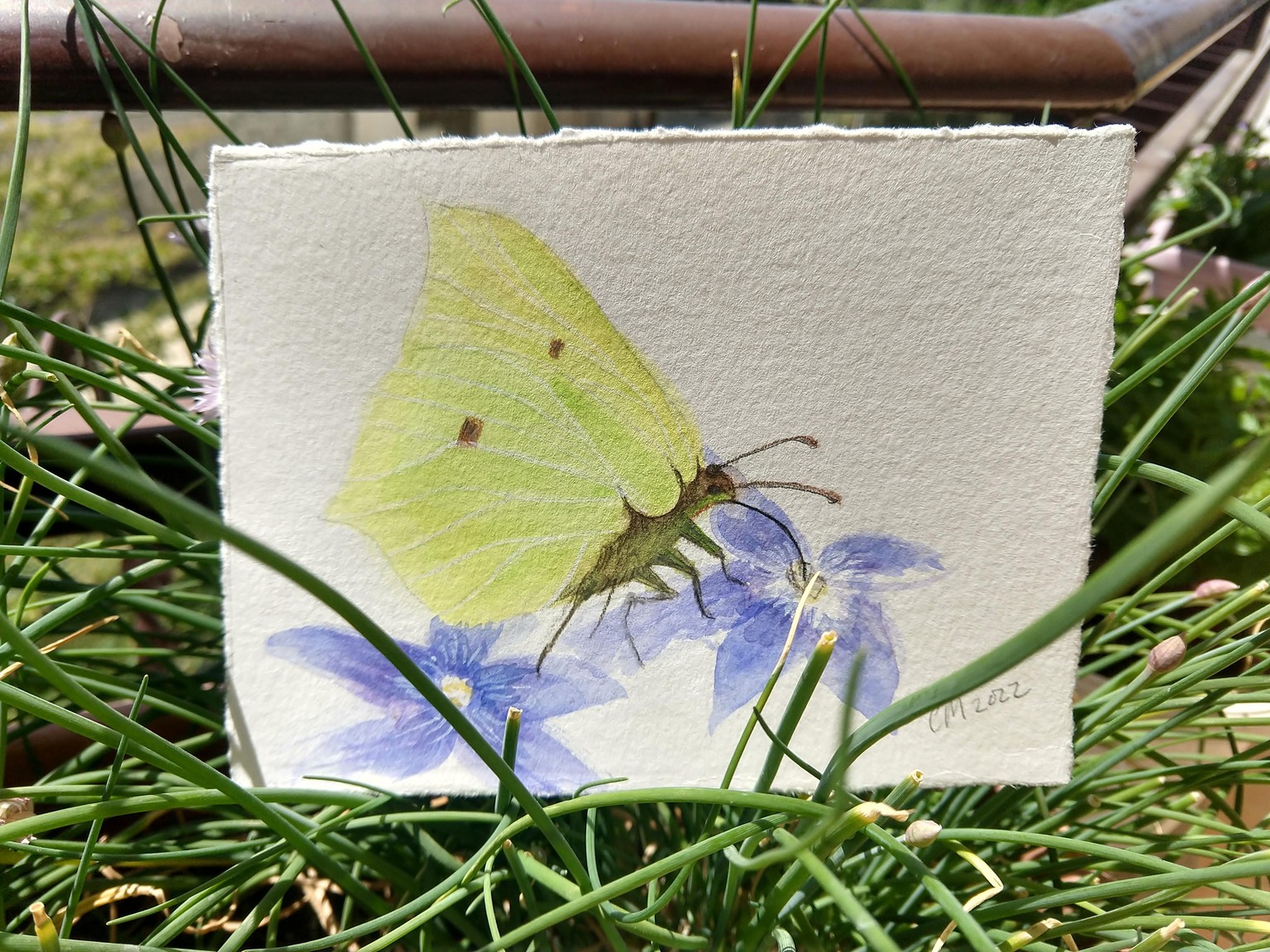 Butterflies - image 2 - student project