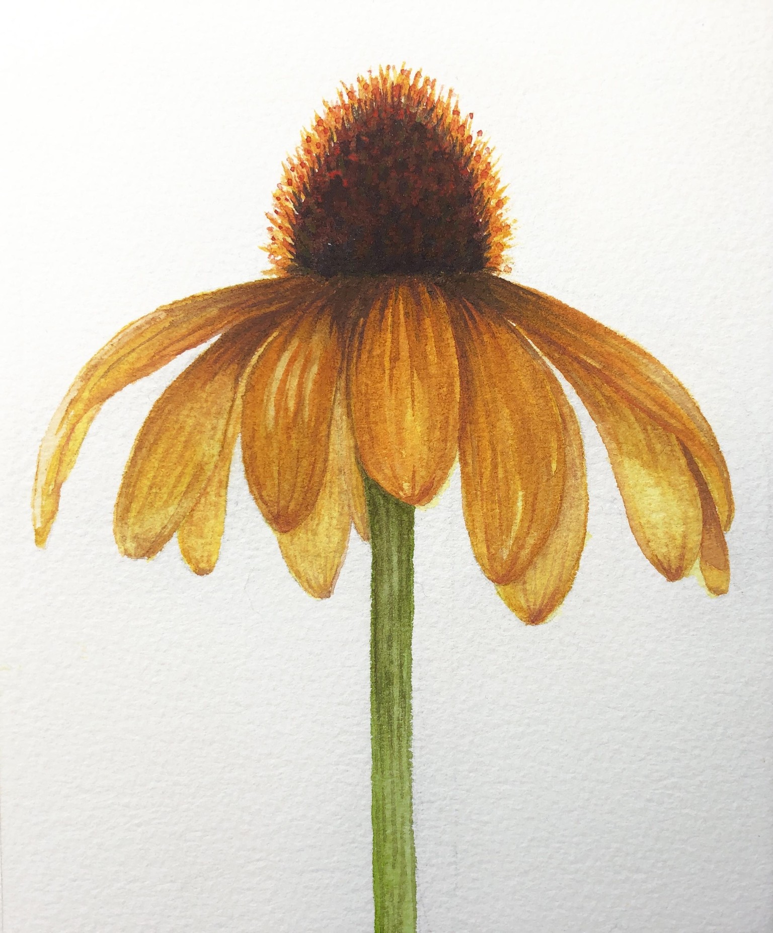 Pink daisy - image 3 - student project