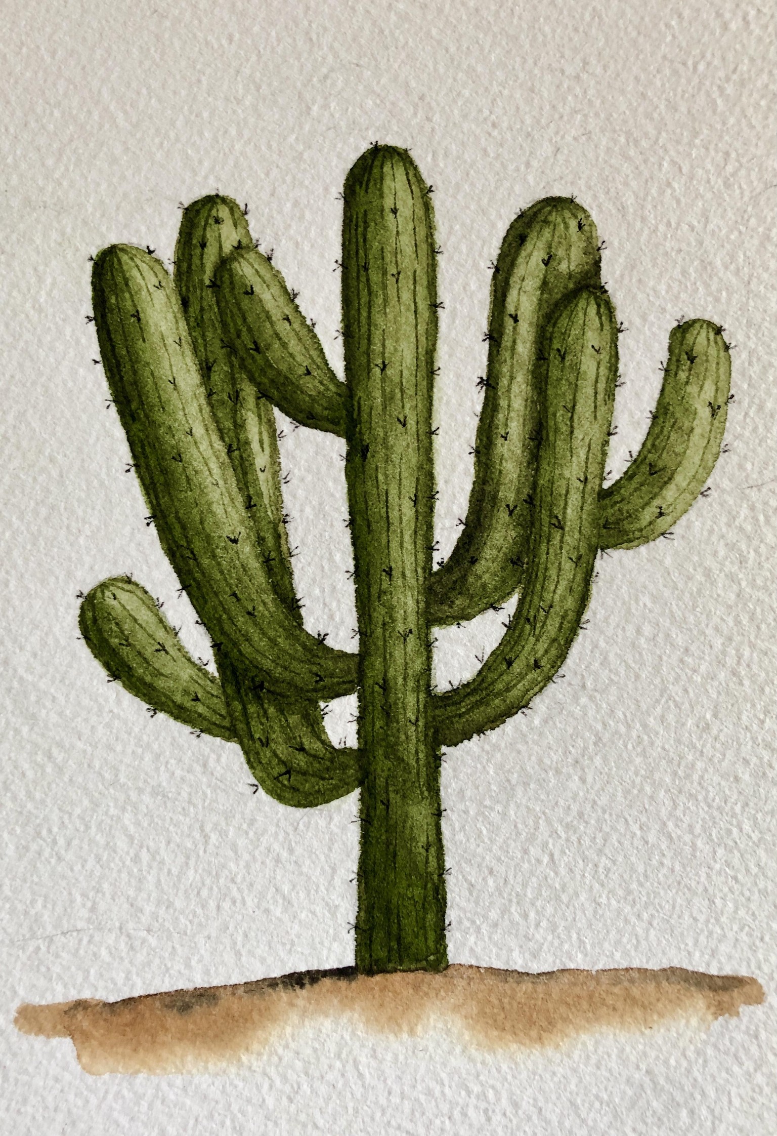 Saguaro cactus - image 1 - student project
