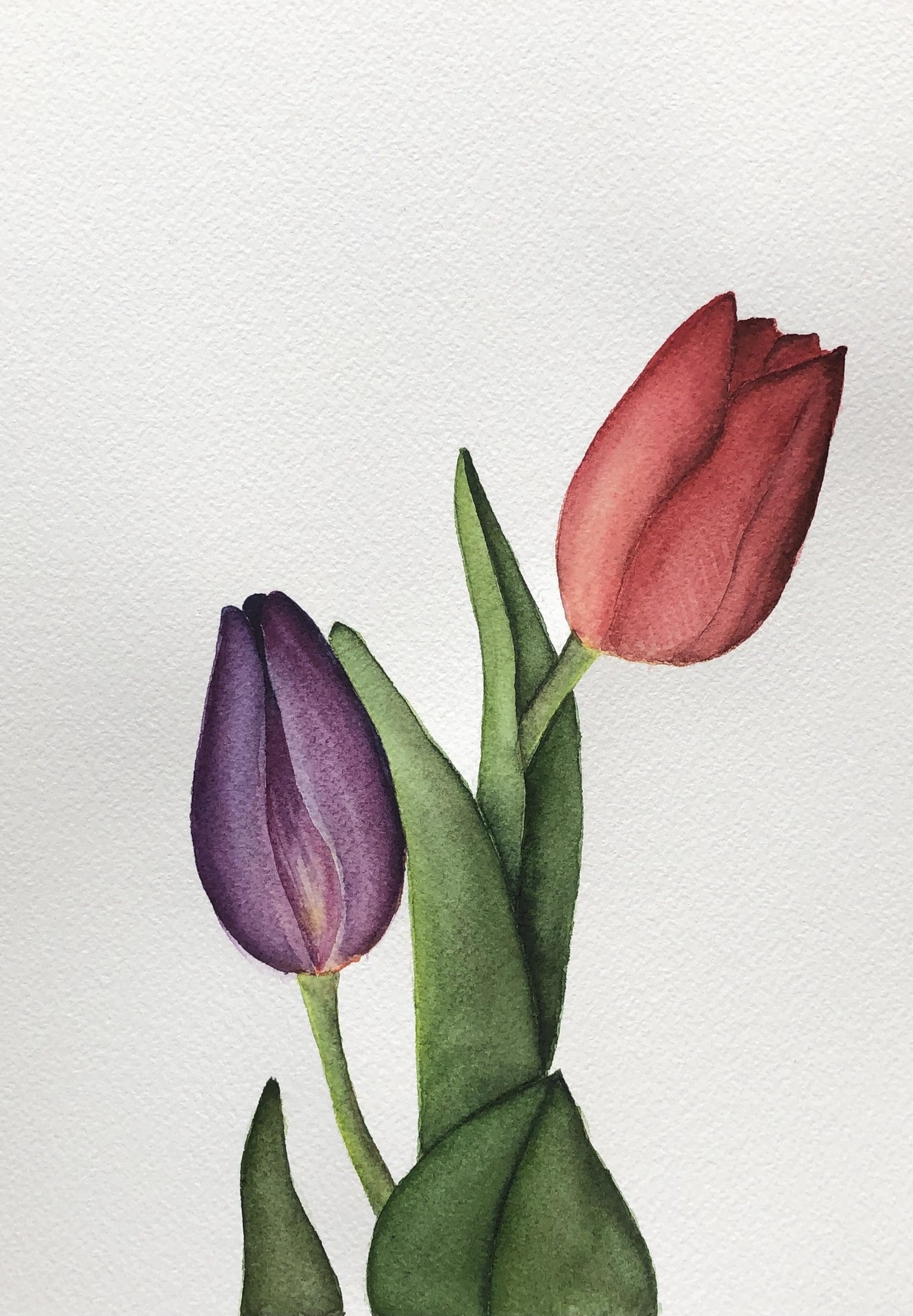 Tulips - image 2 - student project