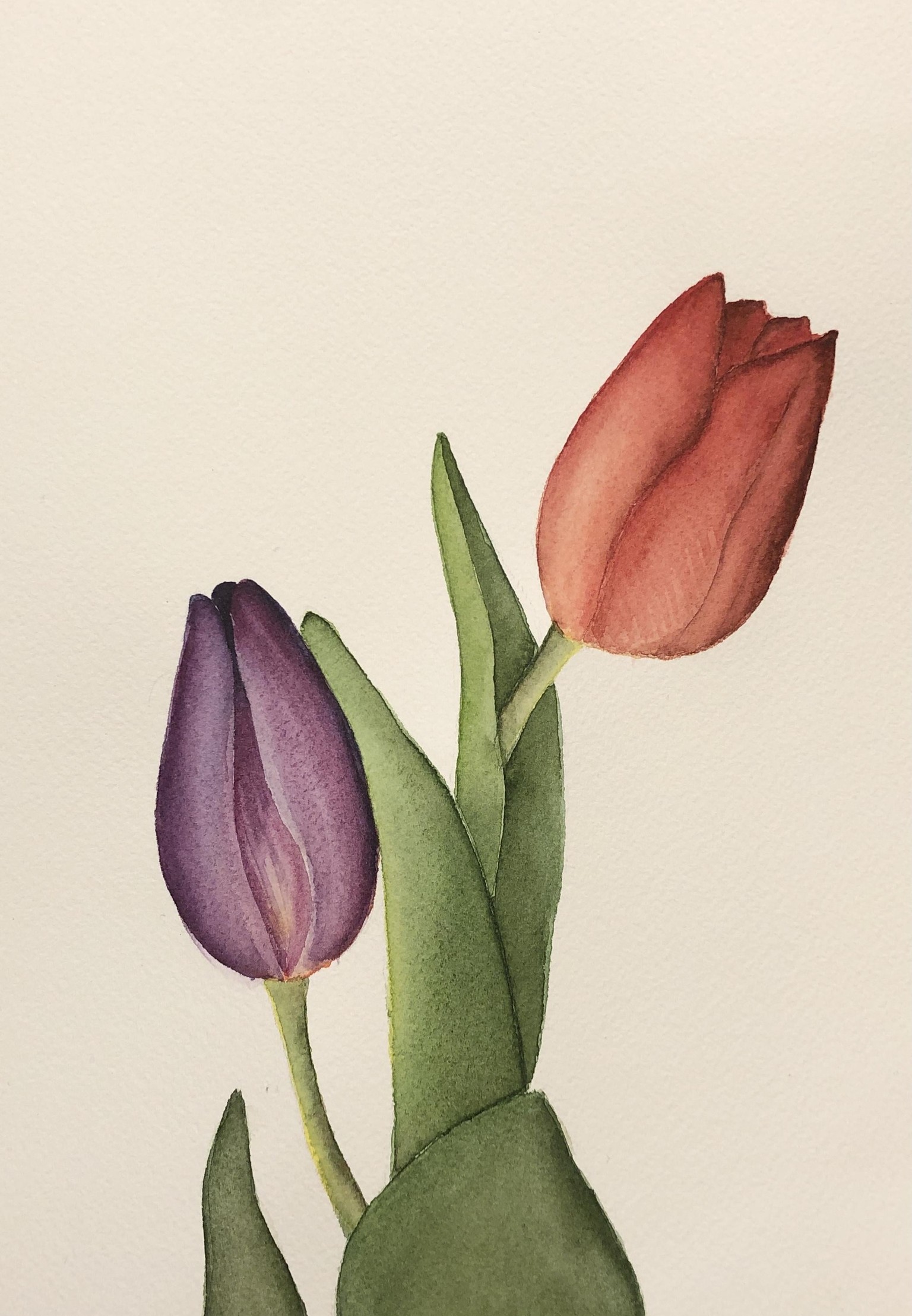 Tulips - image 1 - student project