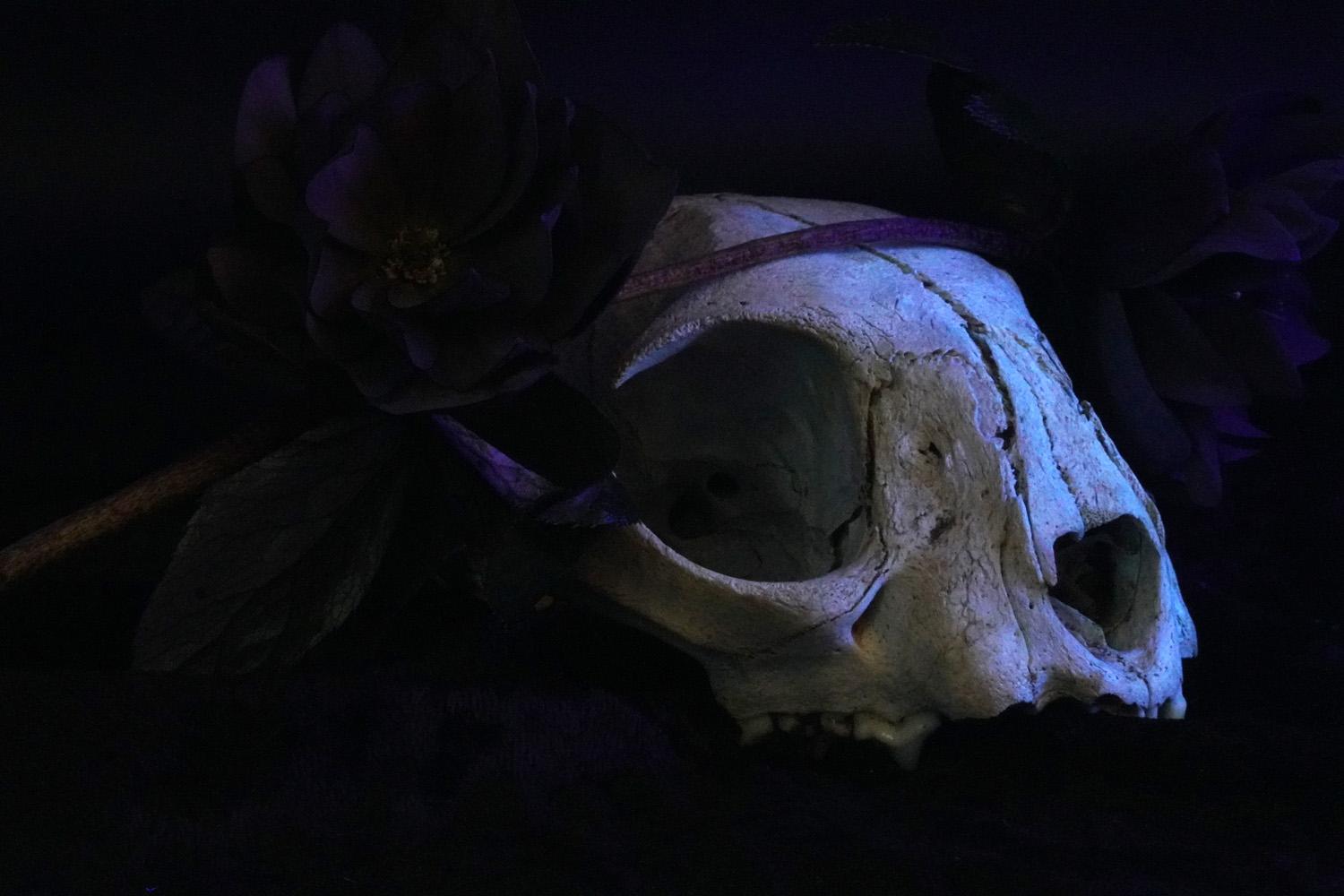 Bobcat and Hellebore - image 1 - student project