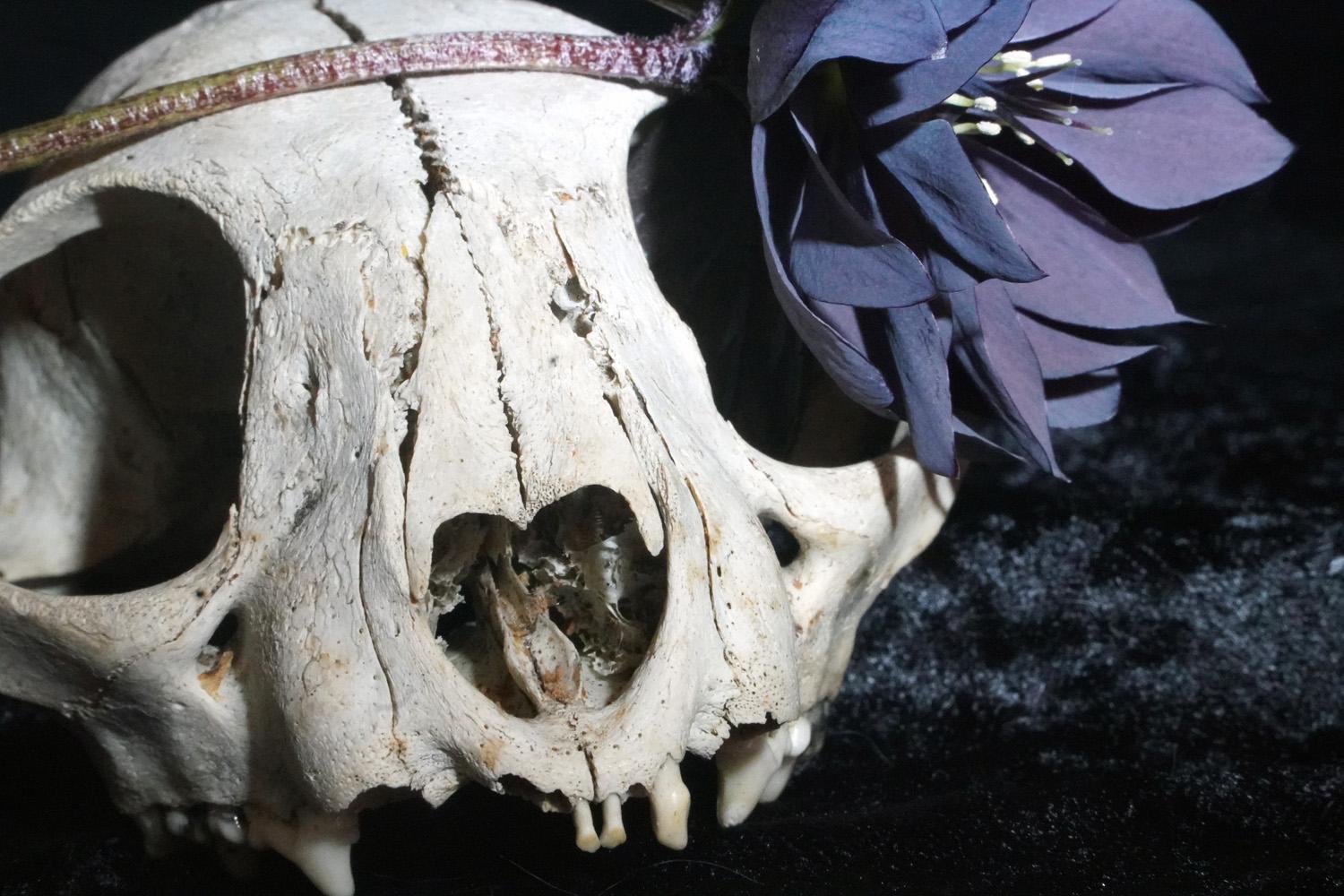 Bobcat and Hellebore - image 3 - student project