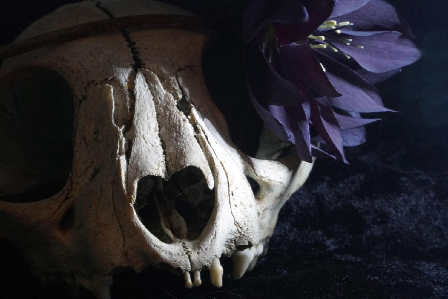 Bobcat and Hellebore - image 2 - student project