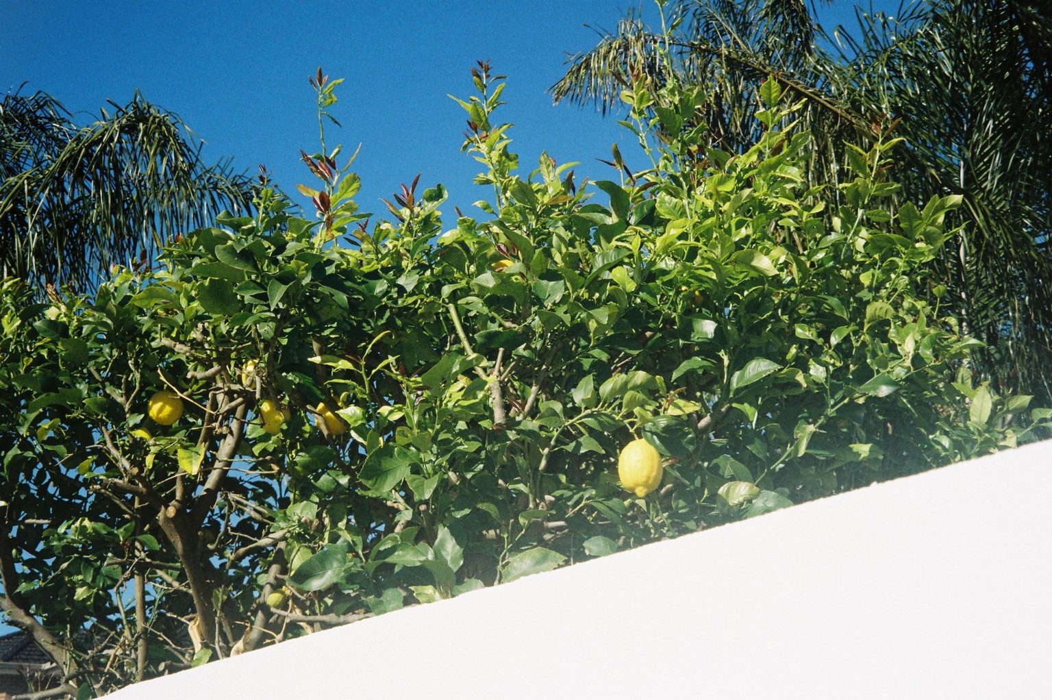 Kodak Colourplus 200 - image 2 - student project